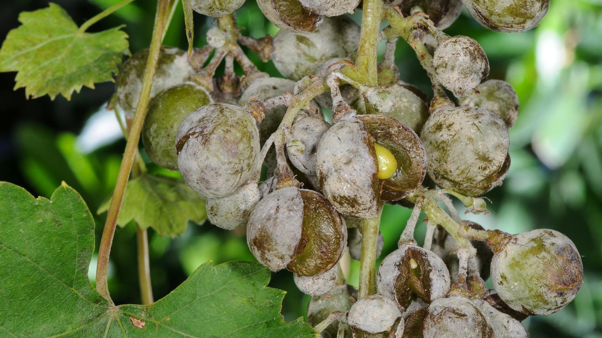 Echter Mehltau an einer Weinrebe