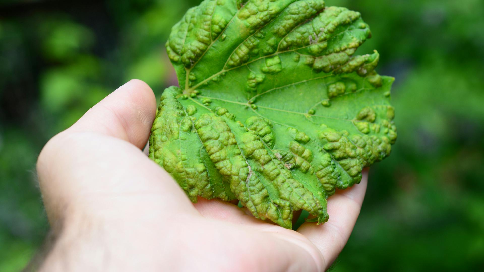 Weinreben – Krankheiten erkennen und behandeln | OBI