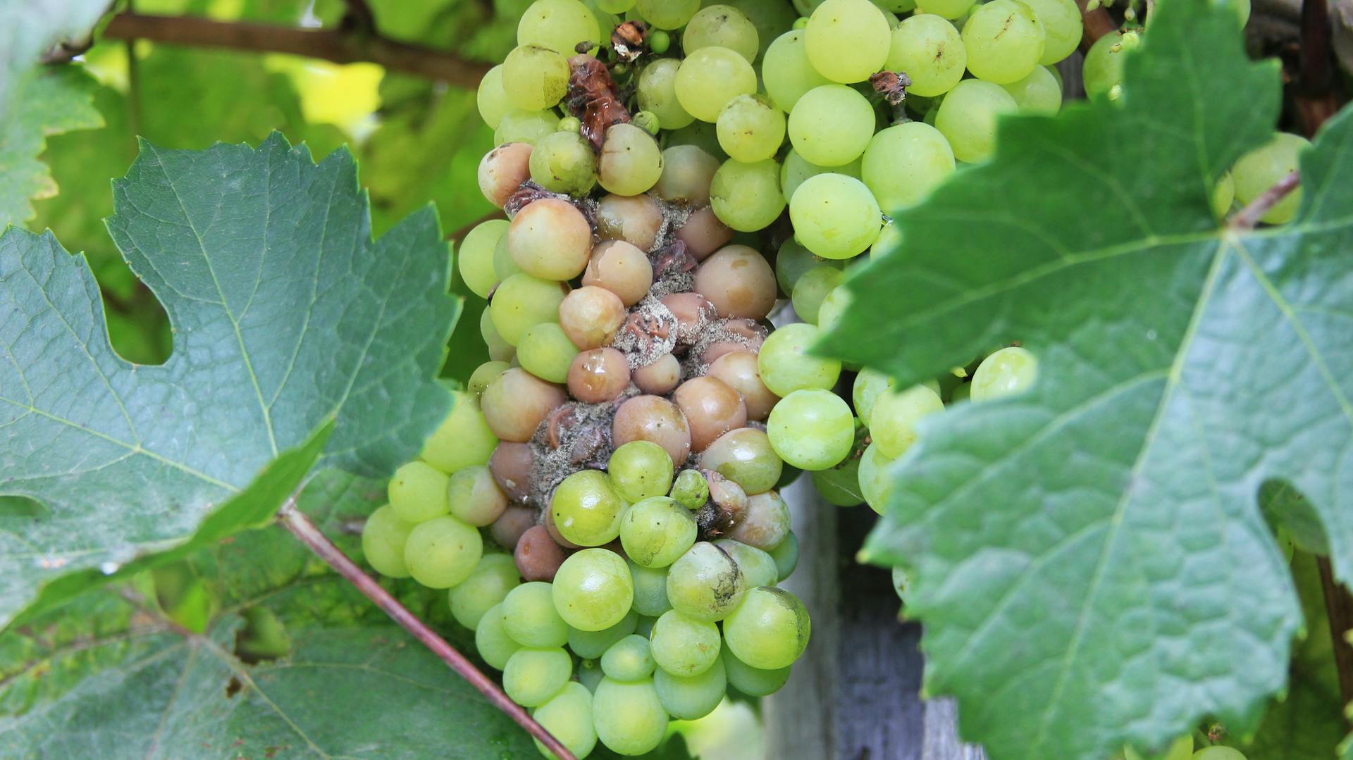 Grauschimmel an Weinreben