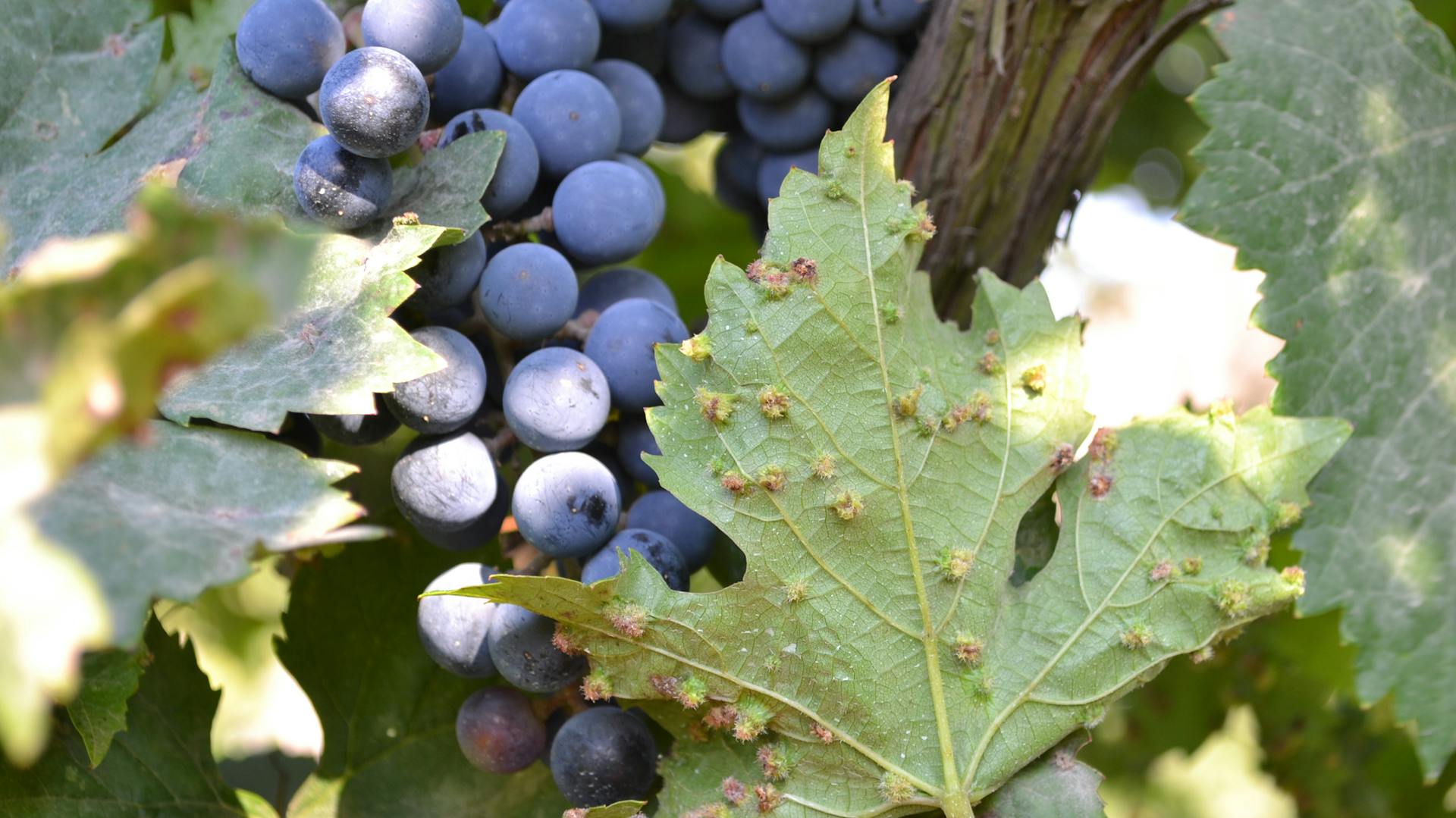 Reblausbefall an einer Weinrebe