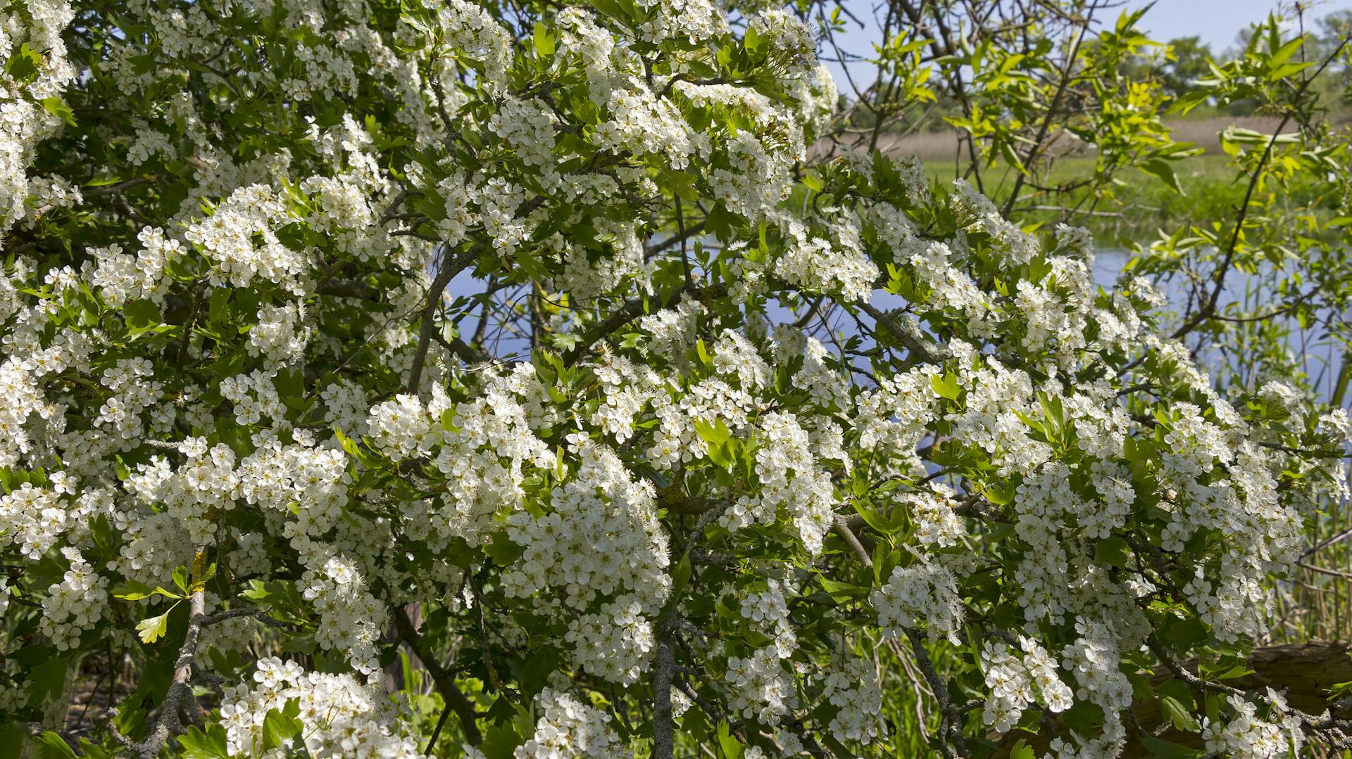 Die weißen Blüten des Weißdorns blühen in der Sonne vor einem See.