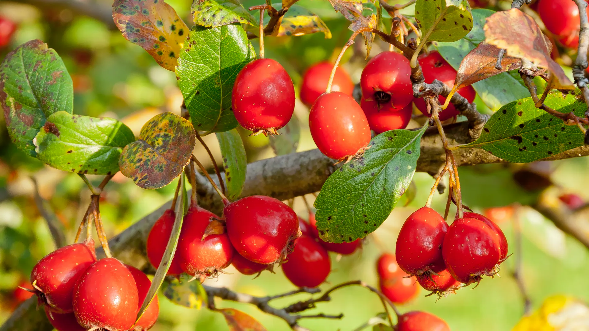 Die roten Früchte wachsen am Ast des Weißdorns.