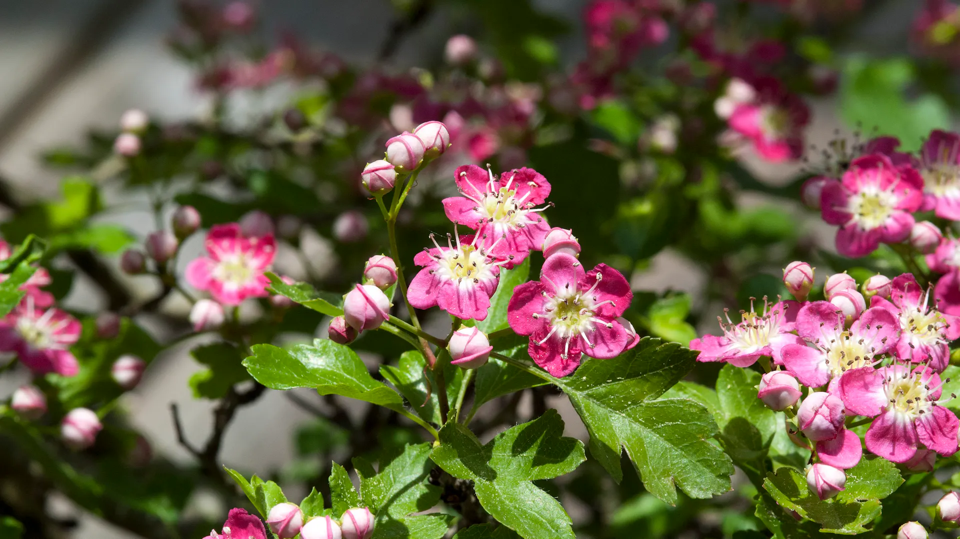Die Blüten des Rotdorns blühren ind Rot- und Rosatönen.