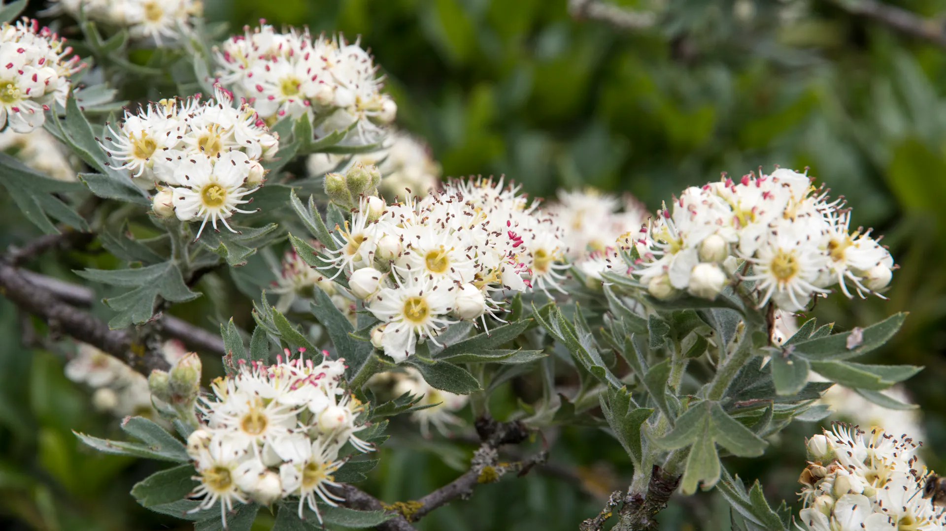 Die Blüten des Weißdorns blühen in weiß.