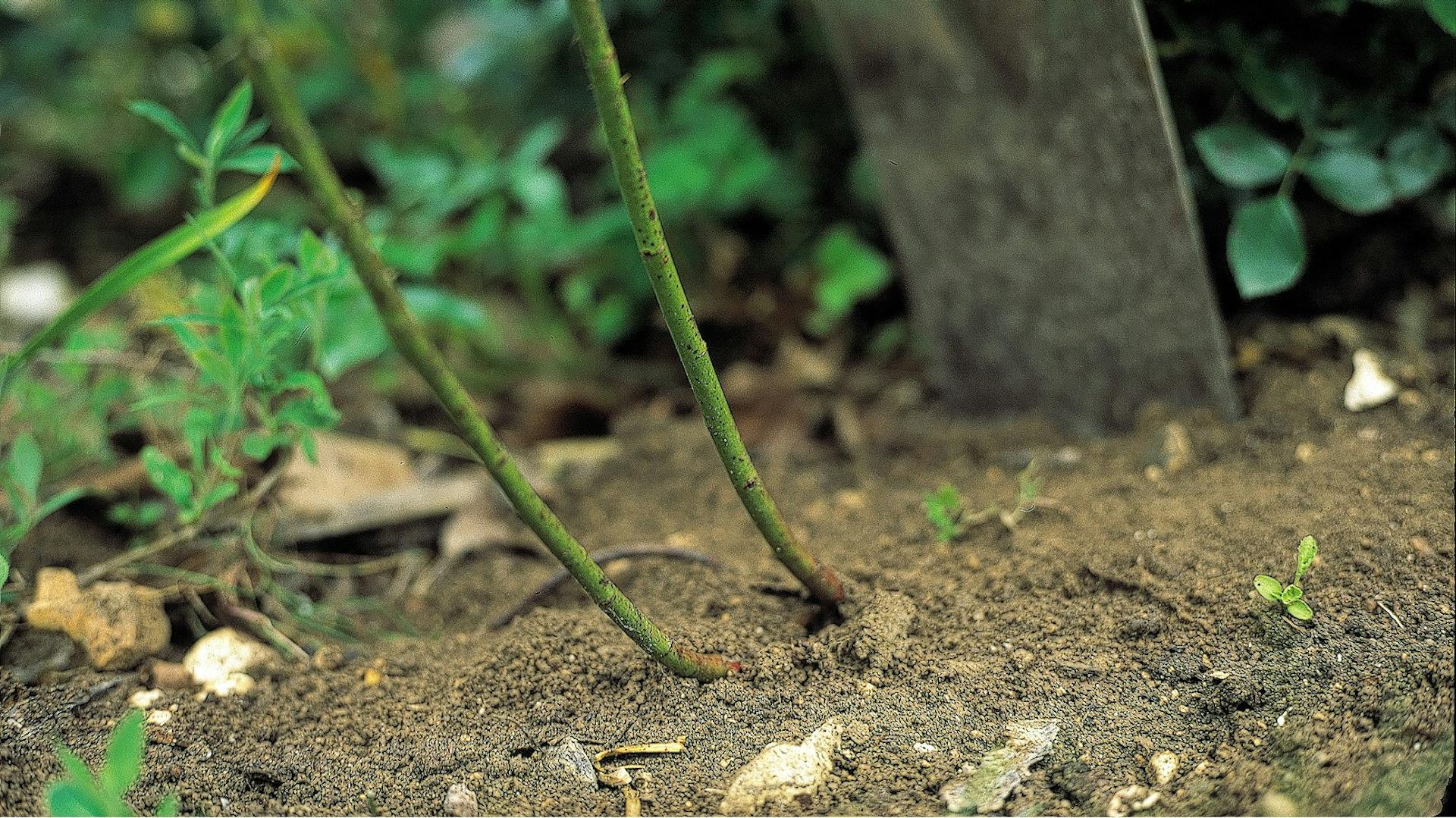 Wildtriebe an einer Rose
