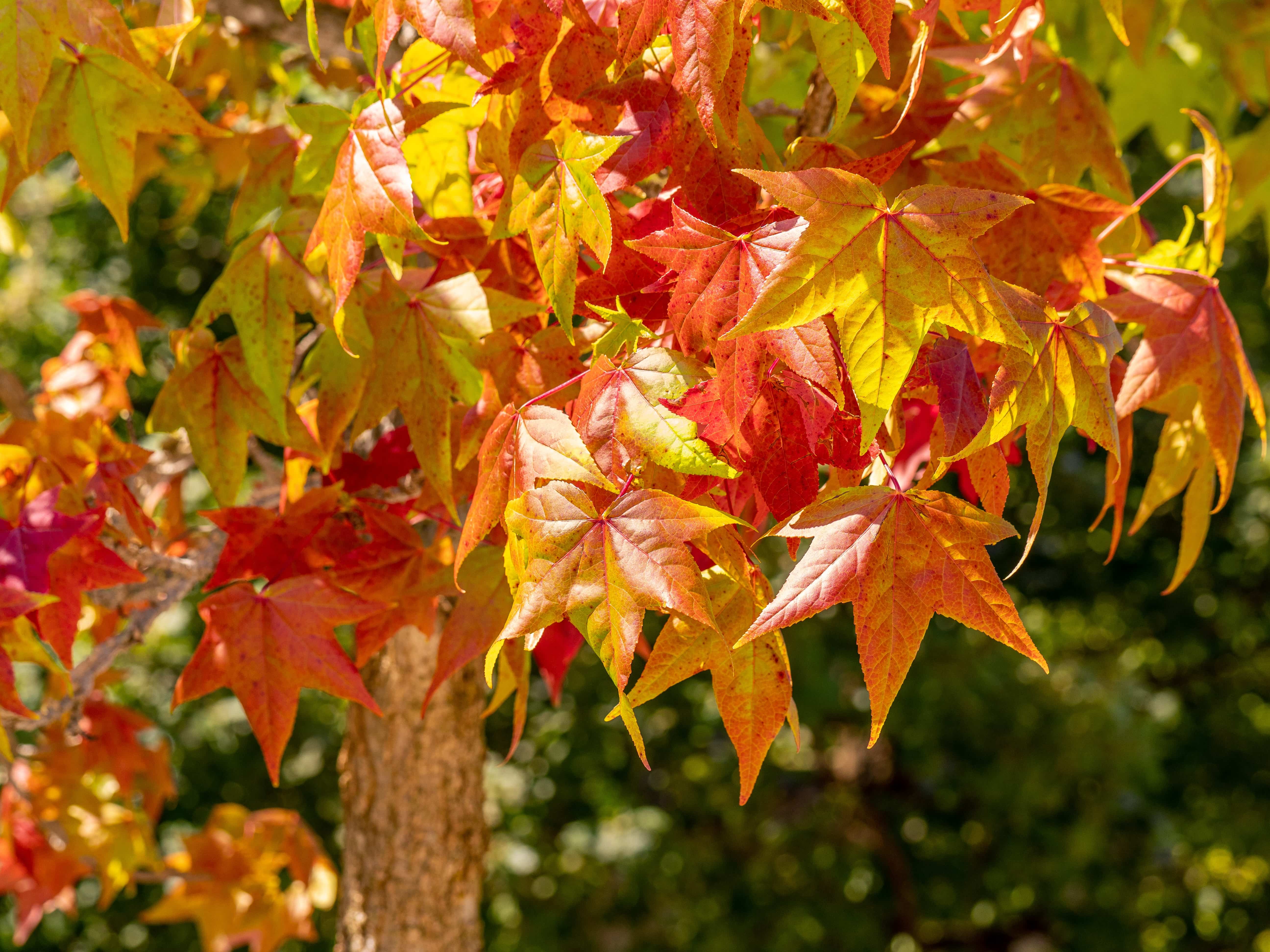 Amberbaum