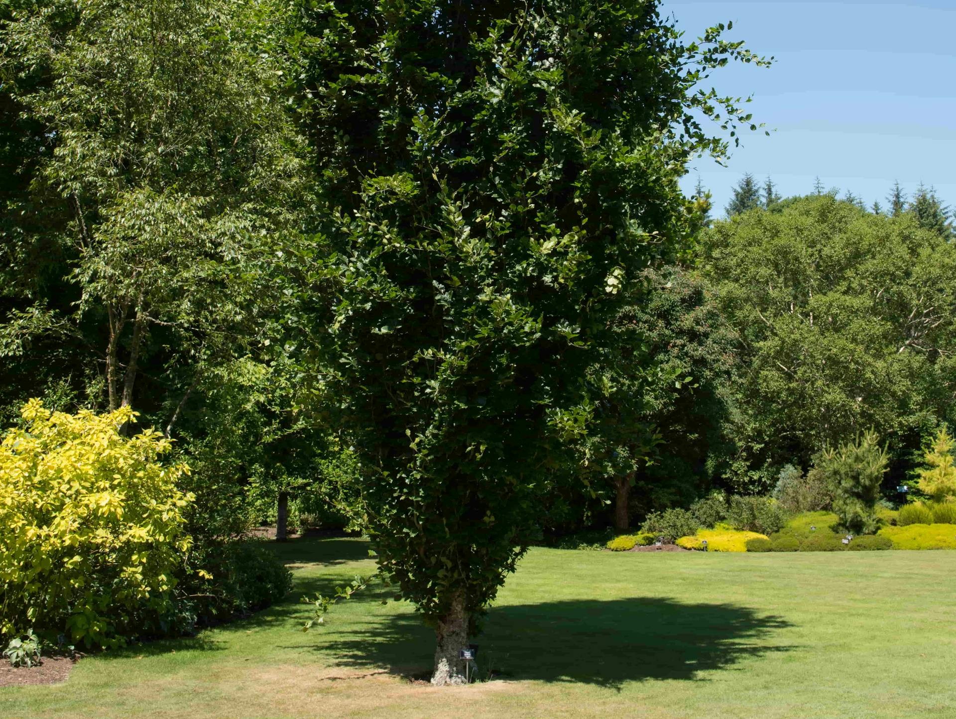 Große, winterharte Rotbuche