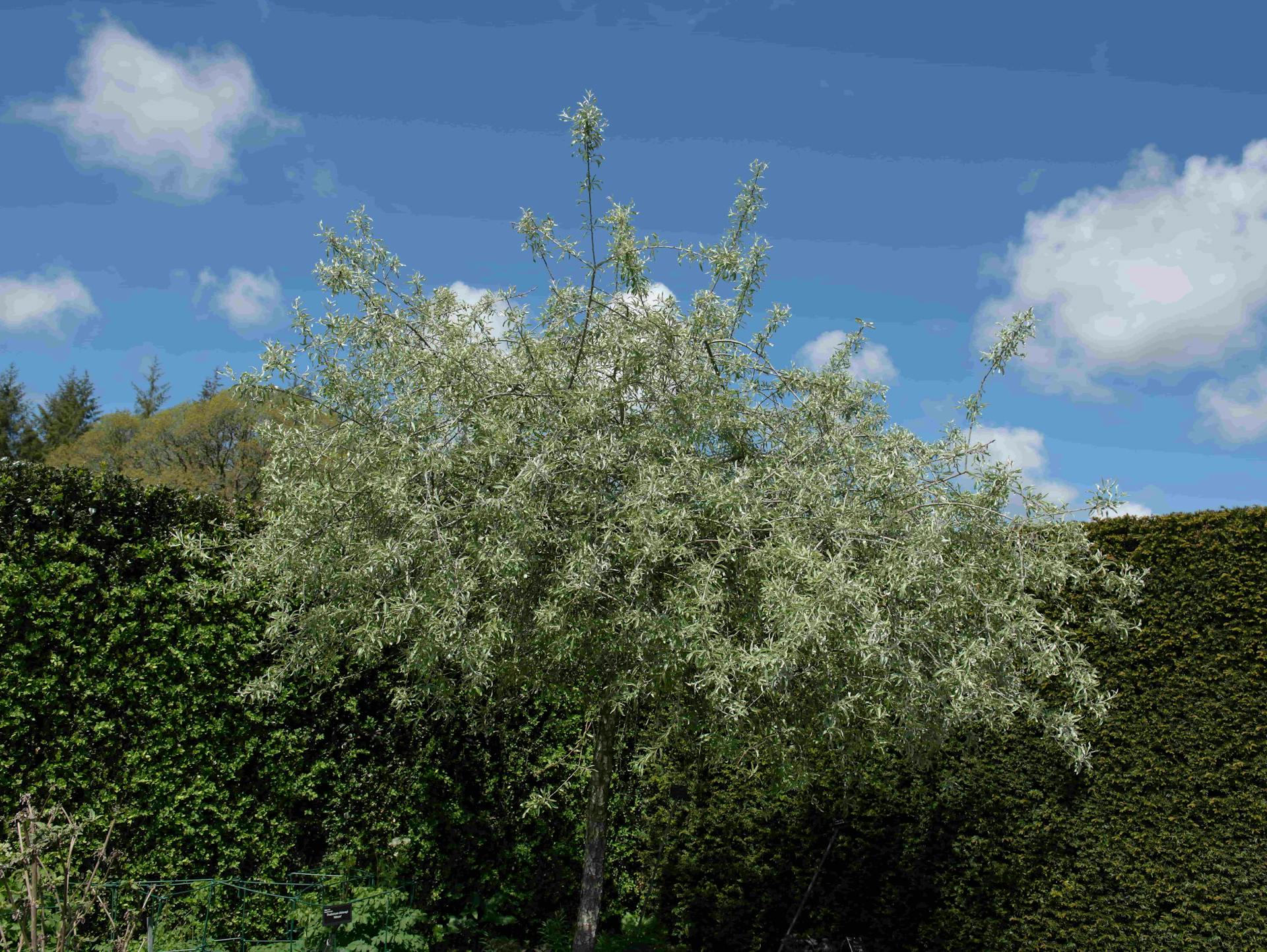 Weidenblättrige Birne