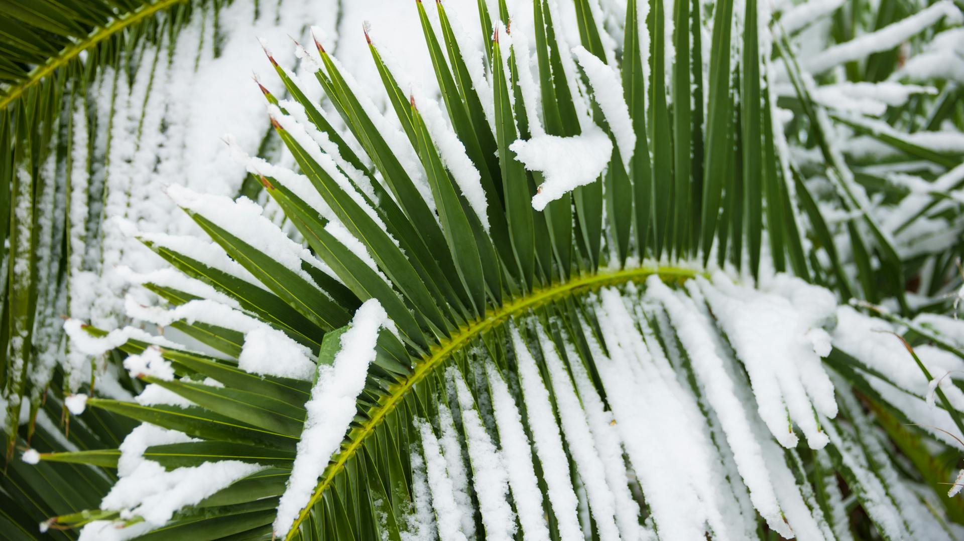 Winterharte Palme im Garten