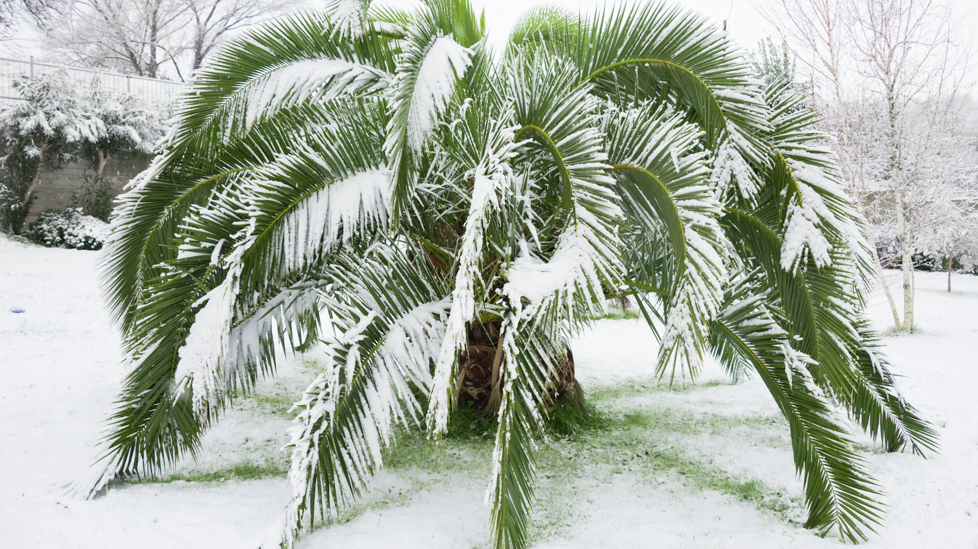 Schneebedeckte, winterharte Palme