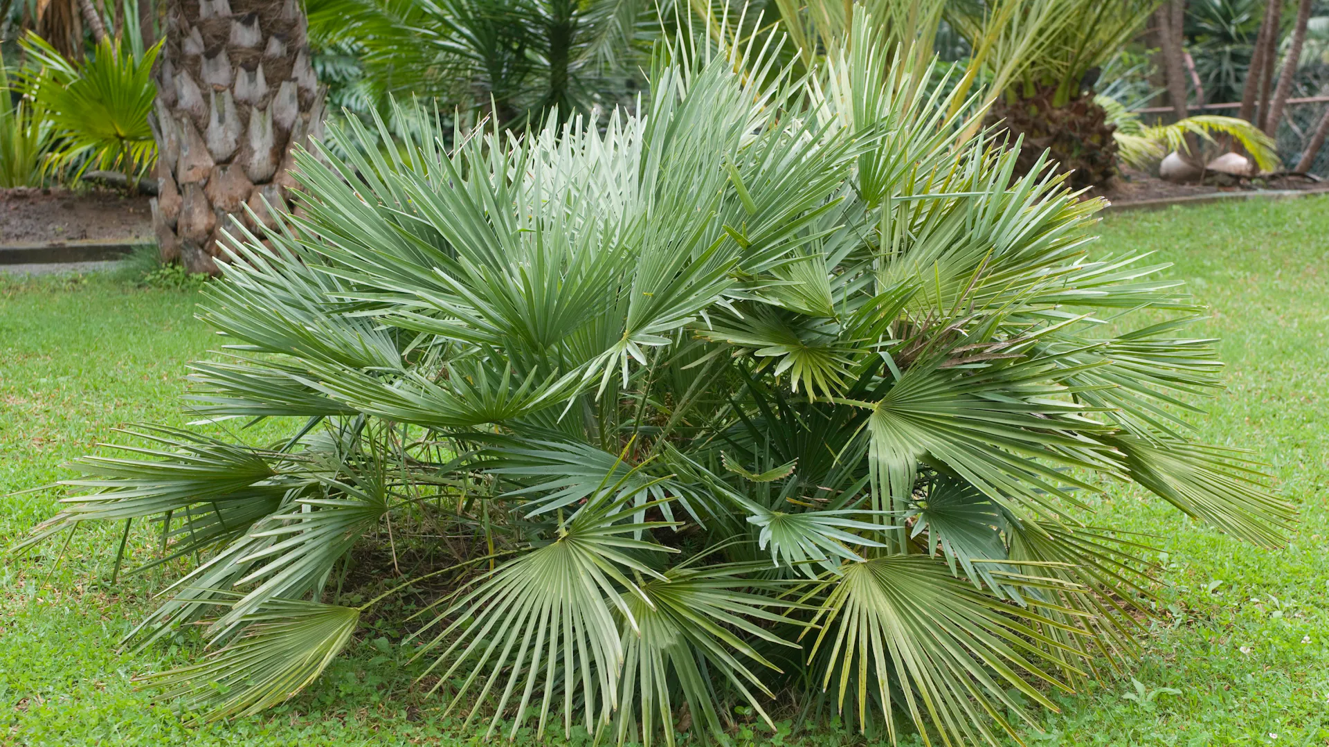 Zwergpalmetto