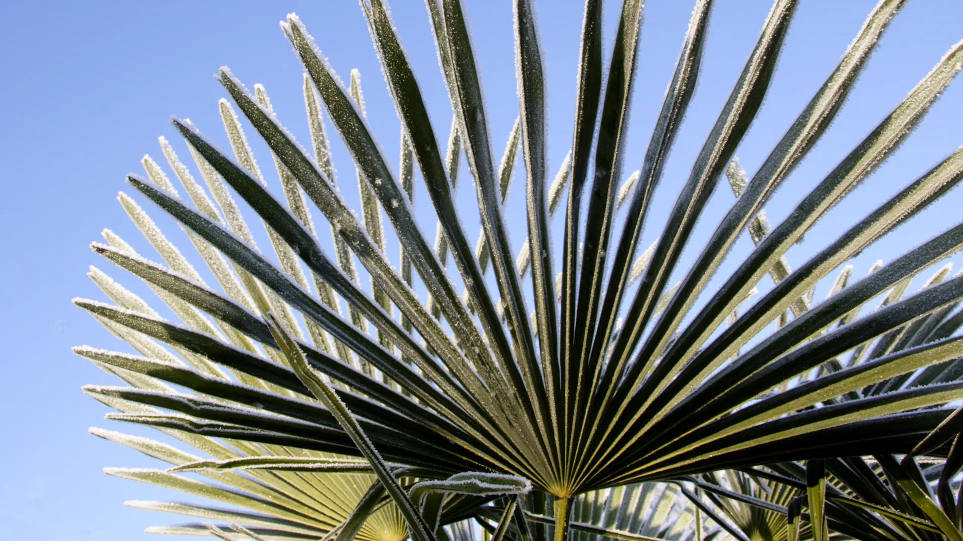 Eis an einer winterharten Palme
