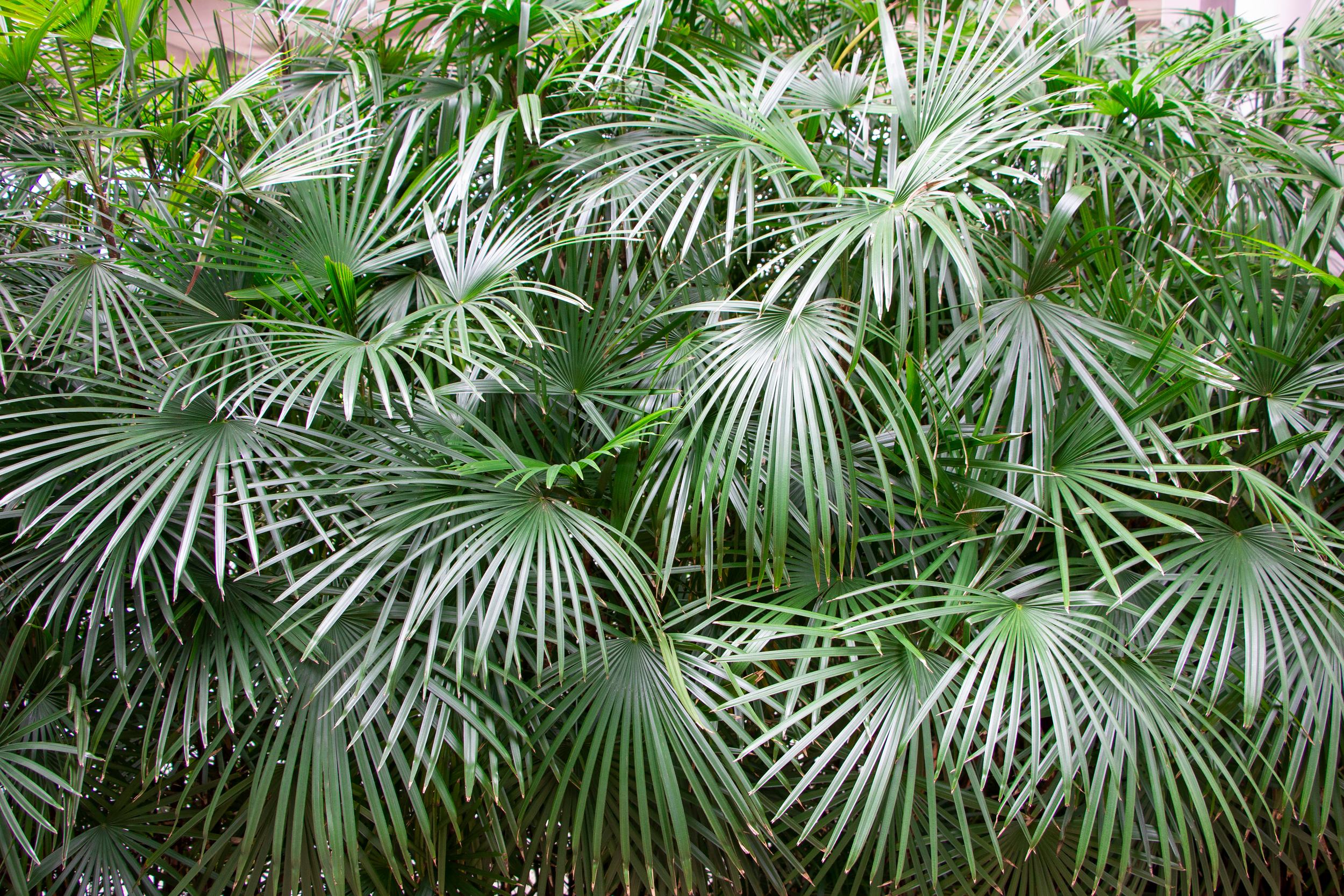 Nadelpalme