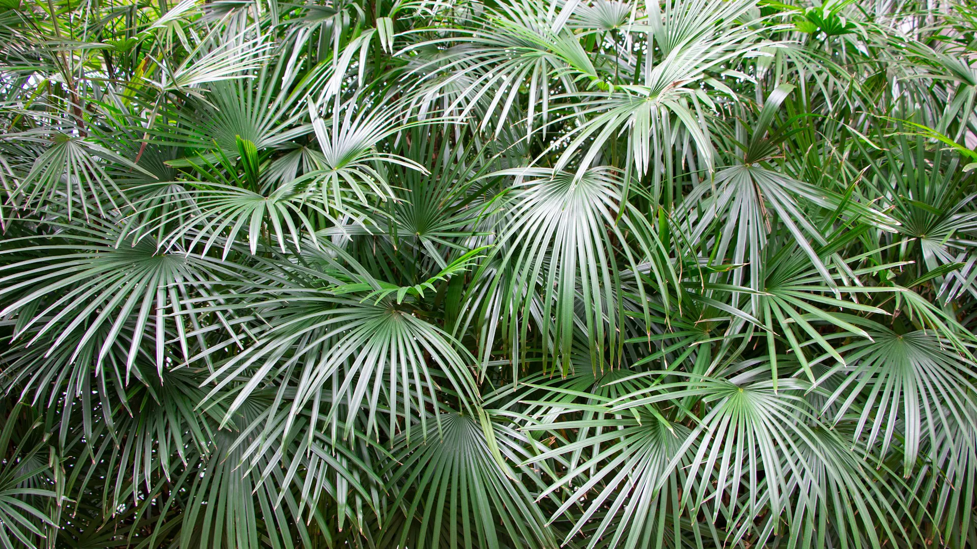 Nadelpalme