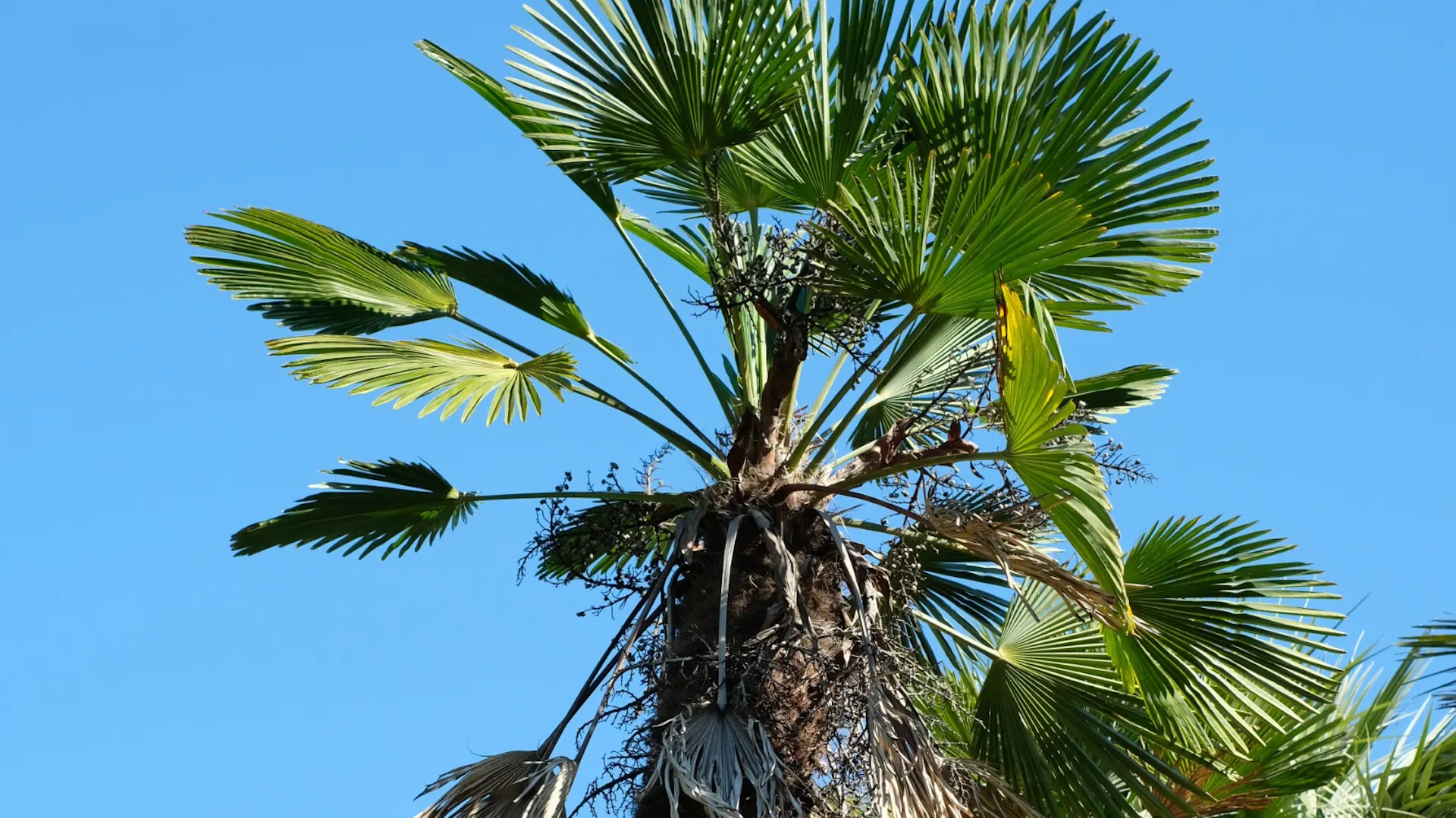 Wagners Hanfpalme