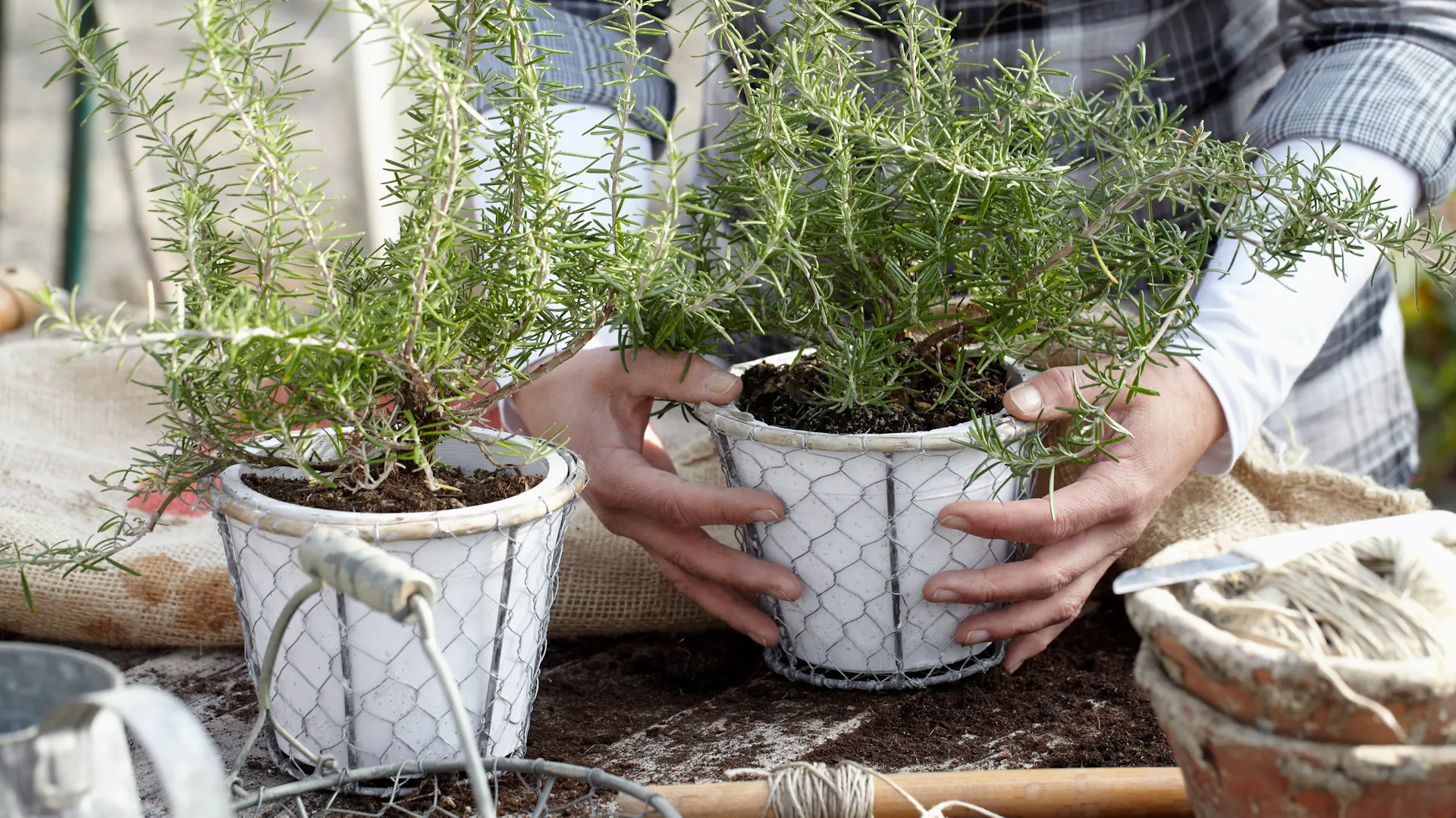 Due piante da vaso vengono preparate per resistere all’inverno.
