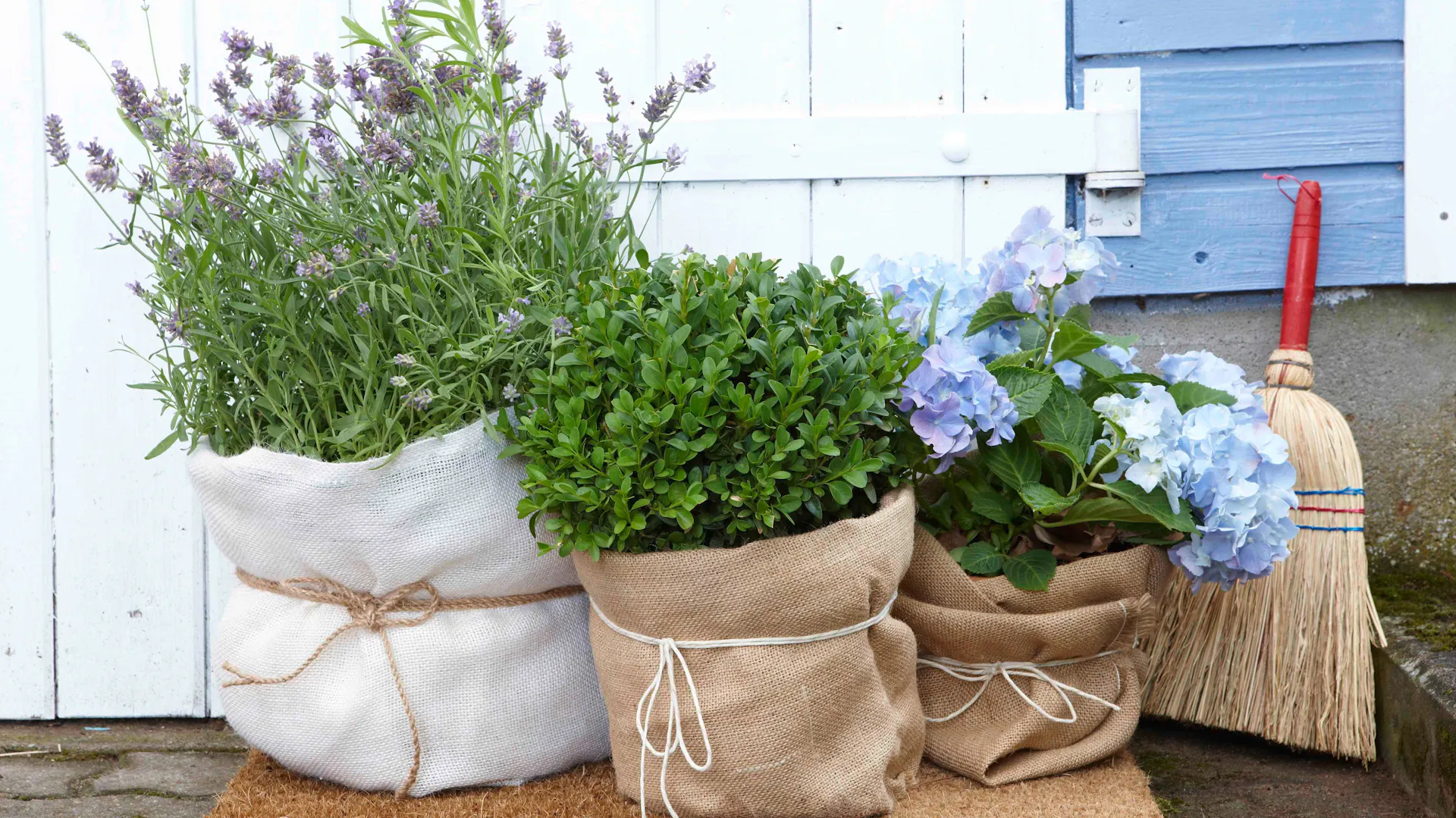 Tre piante nel vaso sono avvolte in tessuto per l’inverno.