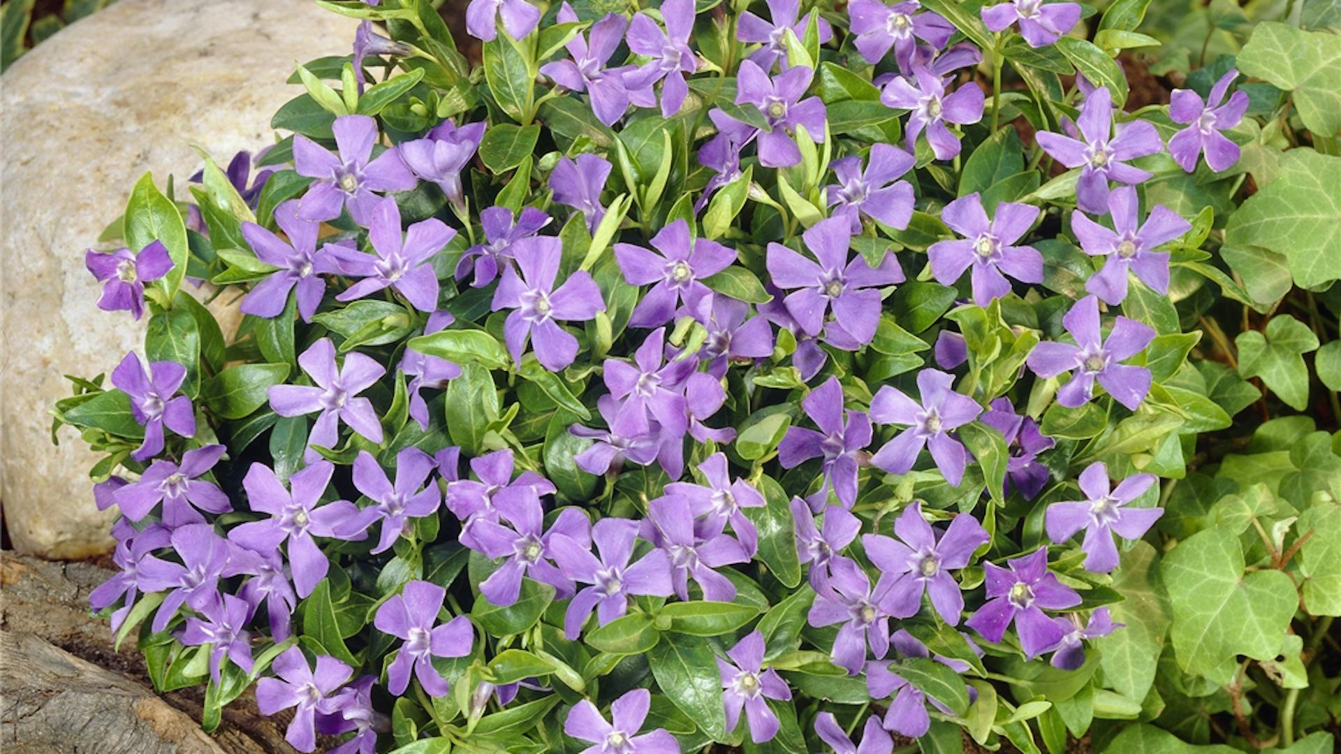 Kleinblättriges Immergrün (Vinca minor)