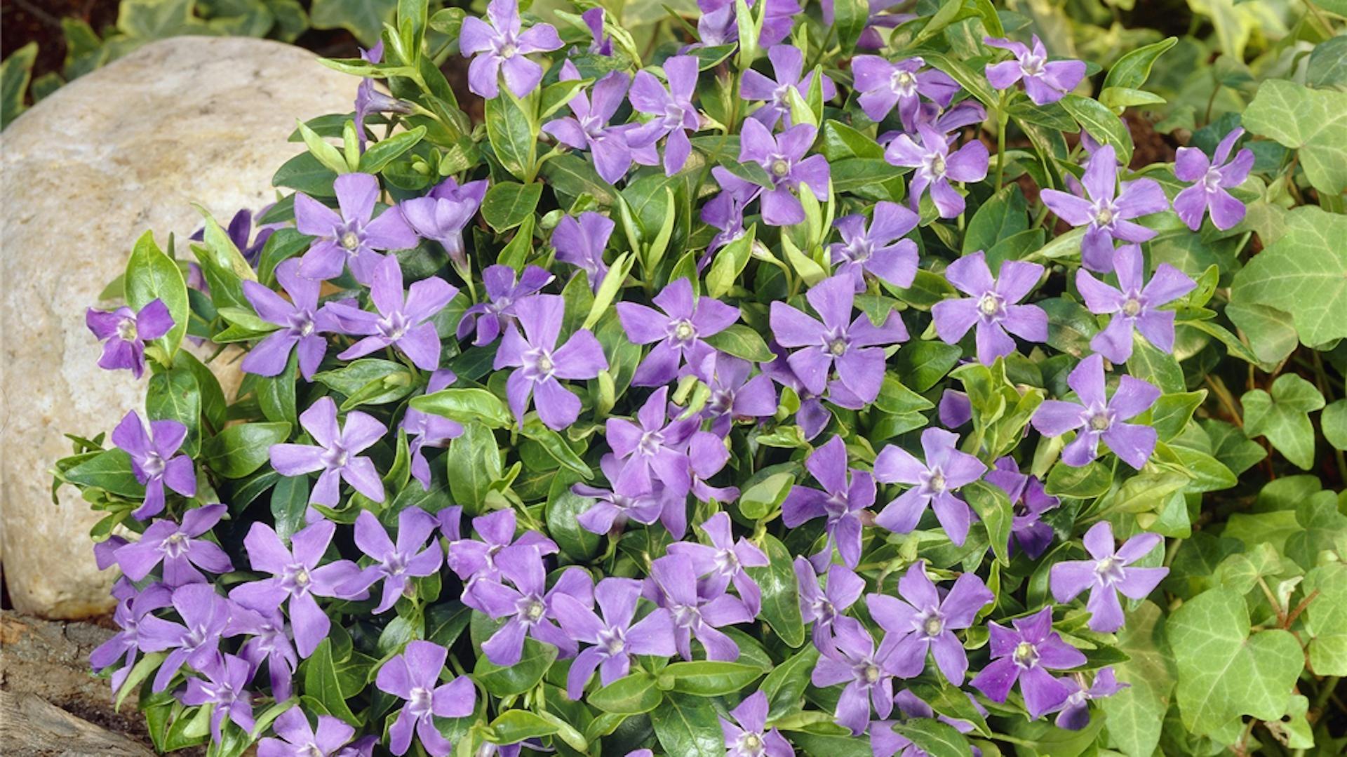 Blühendes Immergrün als Bodendecker im Garten