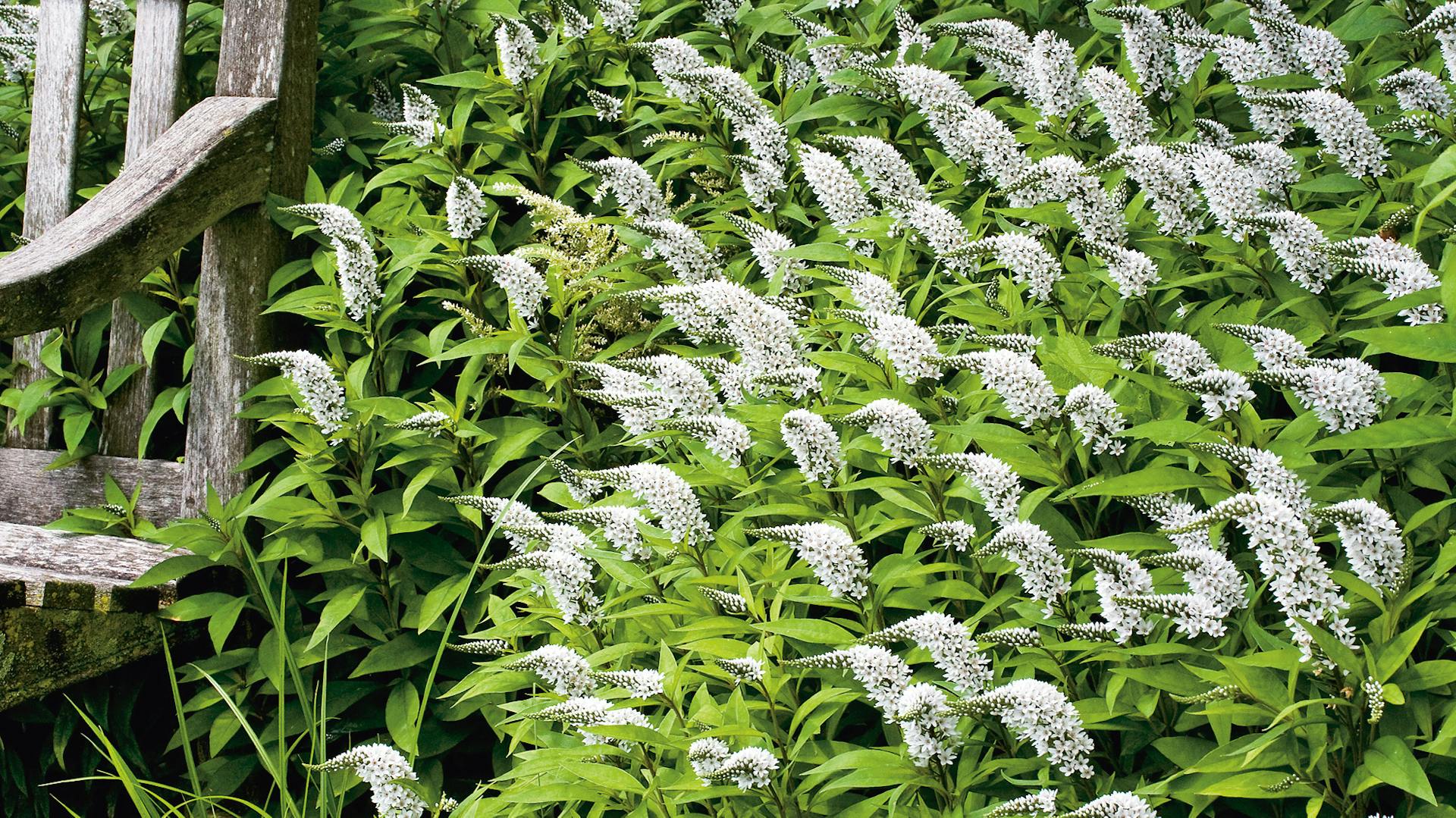 Winterharter Schnee-Felberich neben einer Gartenbank.