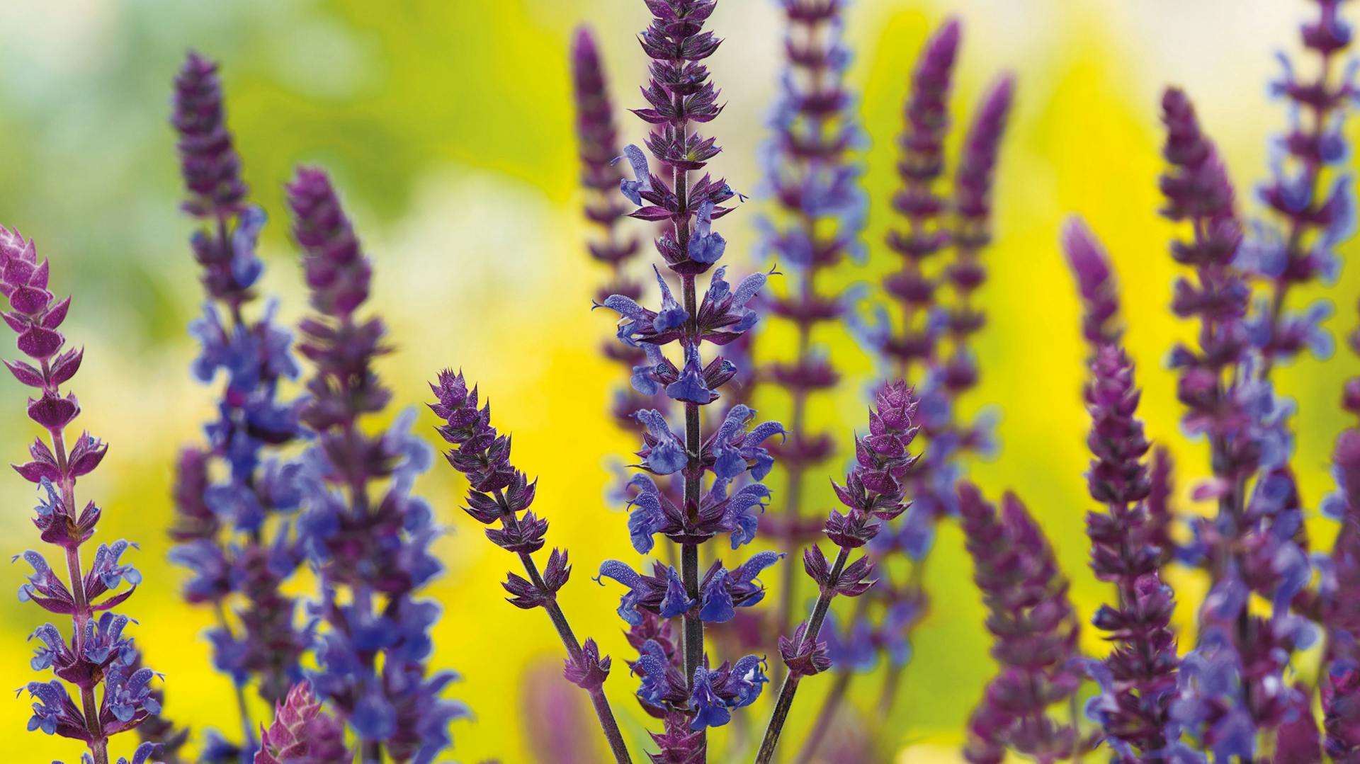 Una pianta perenne resistente al freddo, la salvia delle steppe.