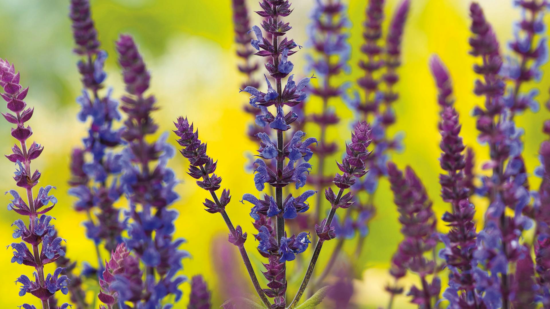 Ein winterharter Steppen-Salbei
