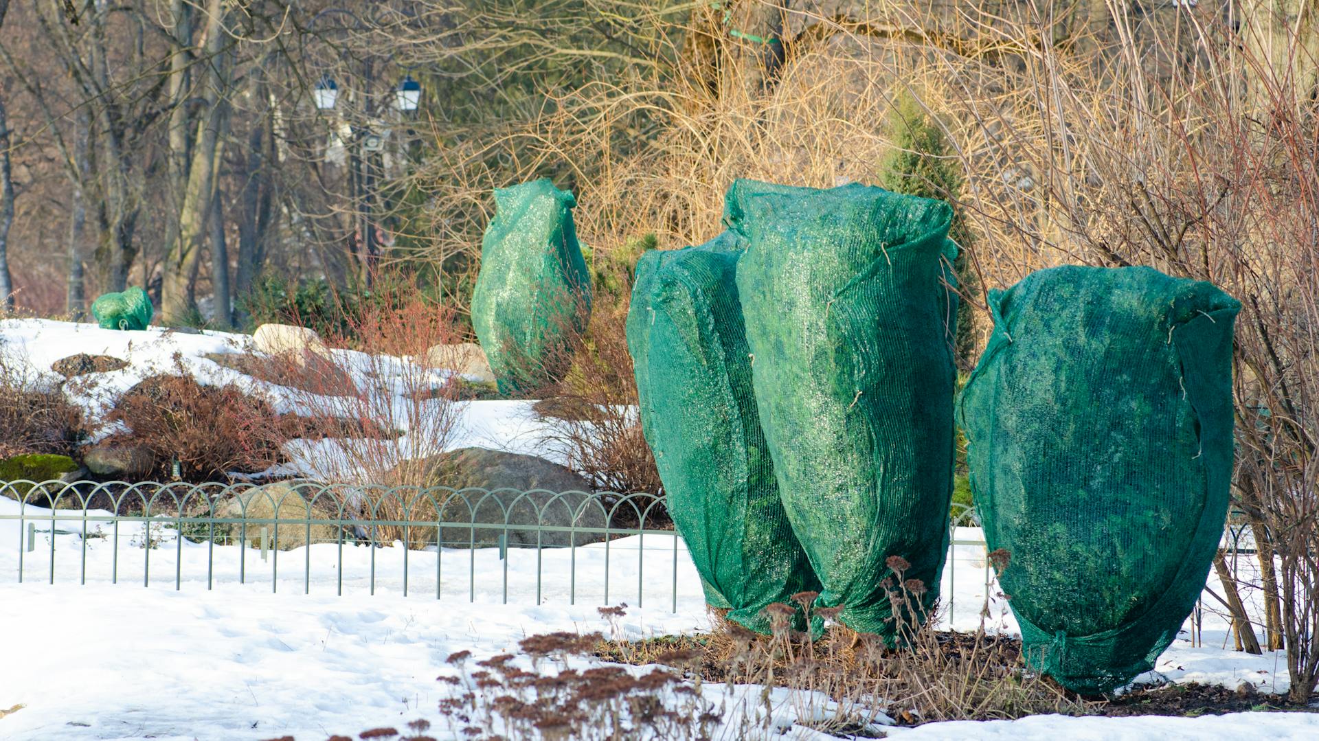 Garten mit Schneeresten und mit grünem Vlies geschützte Sträucher