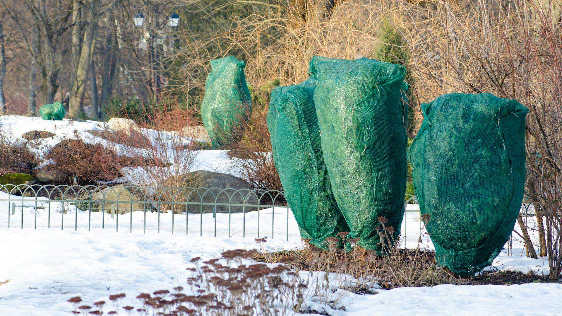 Garten mit Schneeresten und mit Vlies geschützte Sträucher