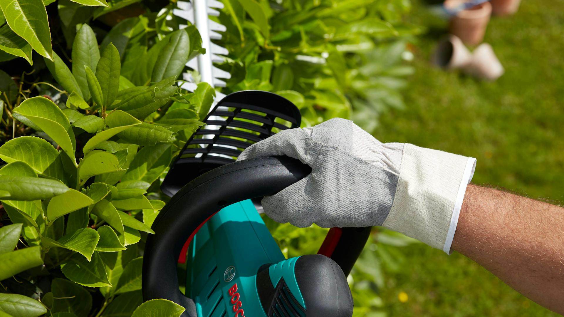 Živý plot je na zimu zastřižený.