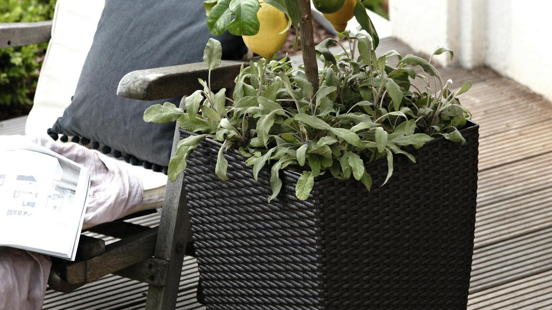 Na terase stojí citroník.