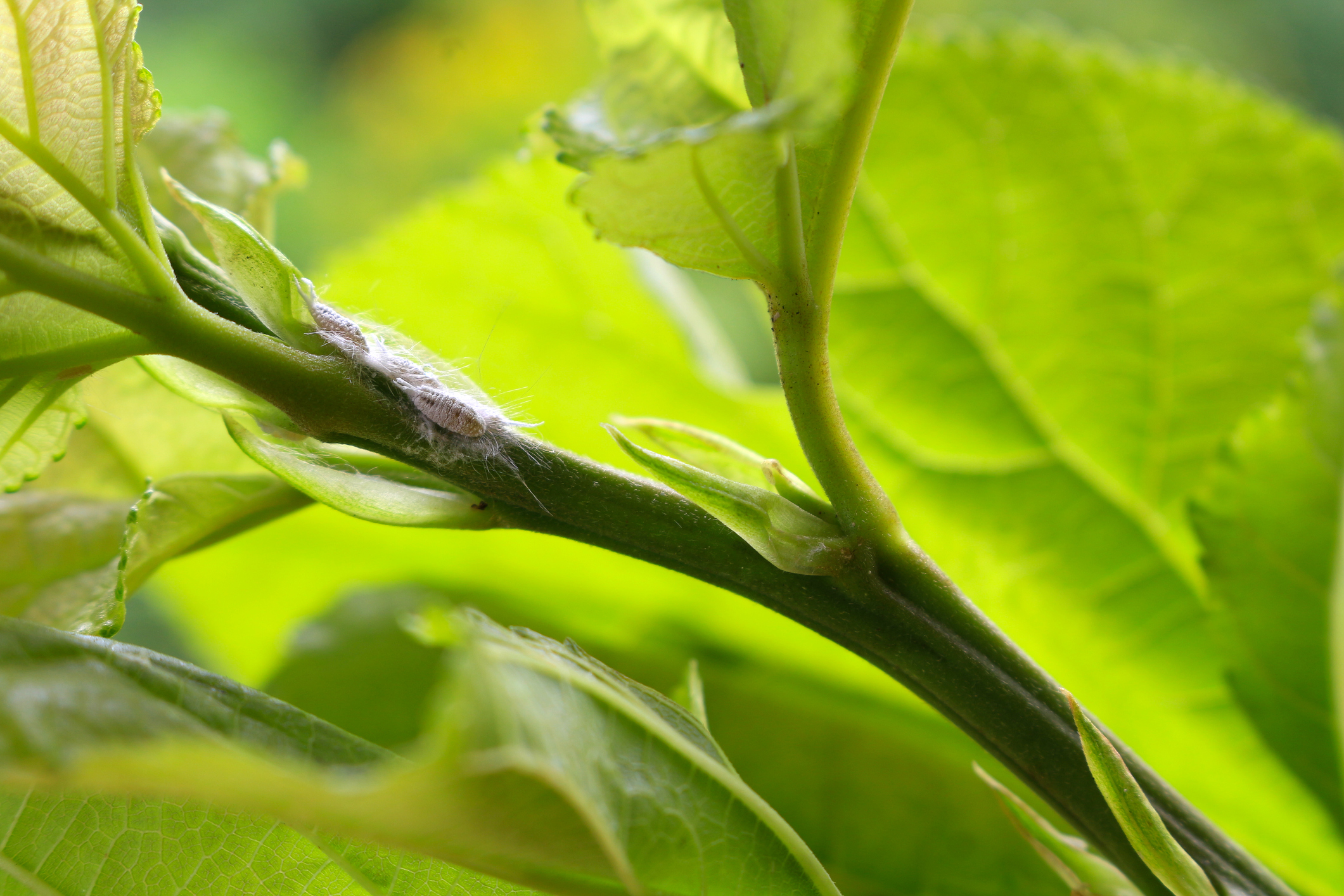 Wolllaus an einer Pflanze