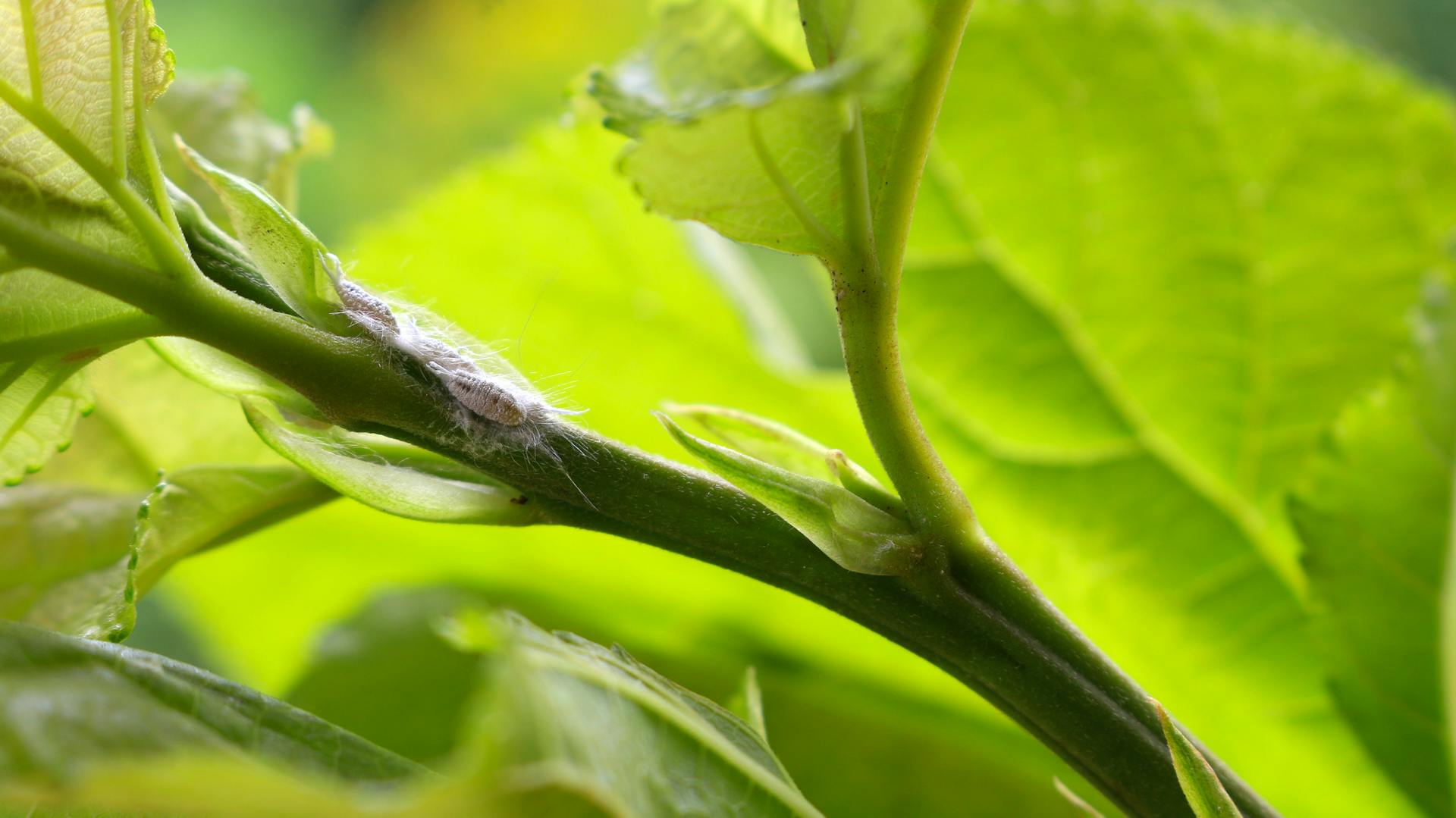 Wolllaus an einer Pflanze