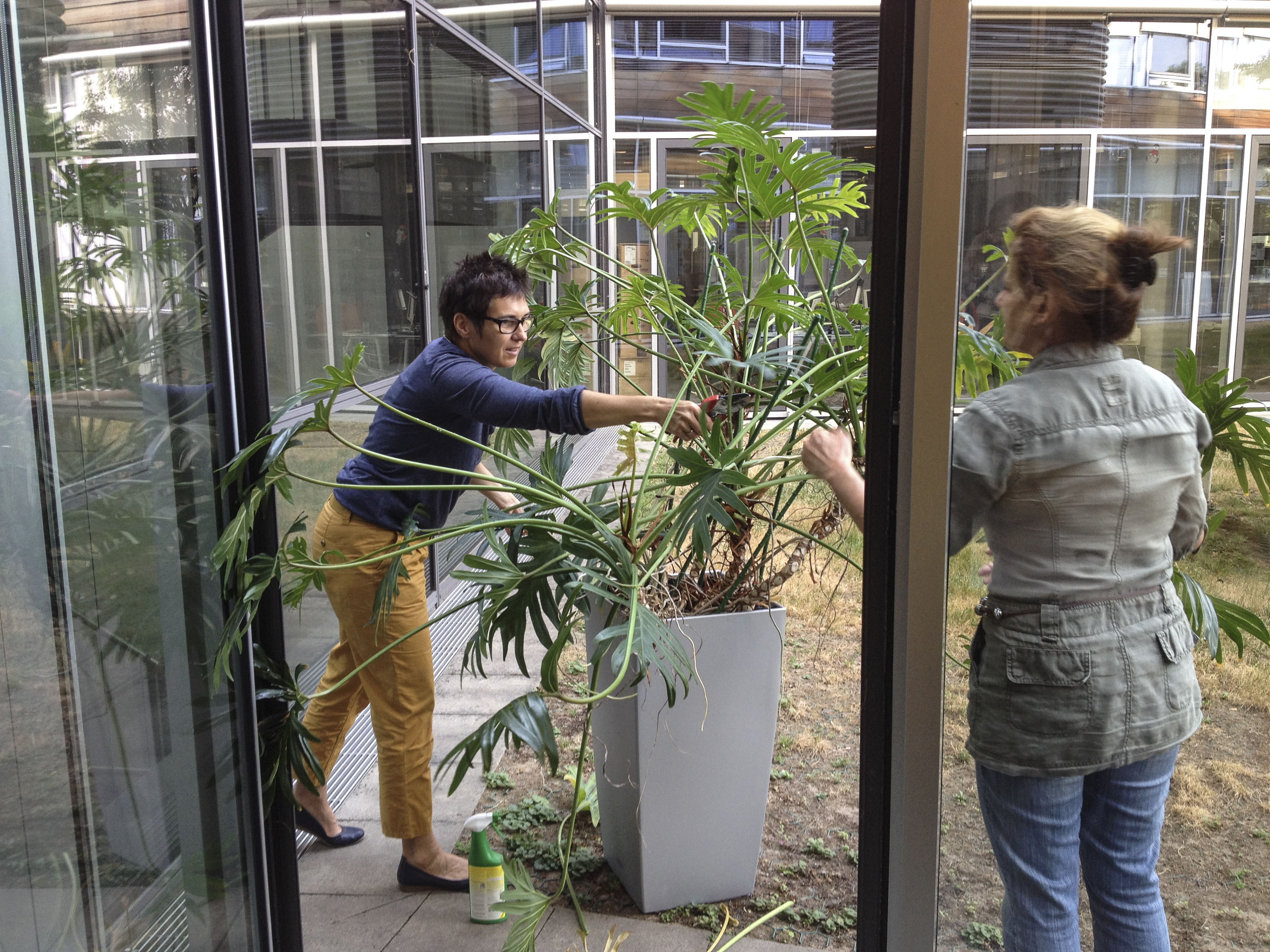 Mit Wollläusen befallener Philodendron wird von zwei Frauen isoliert.
