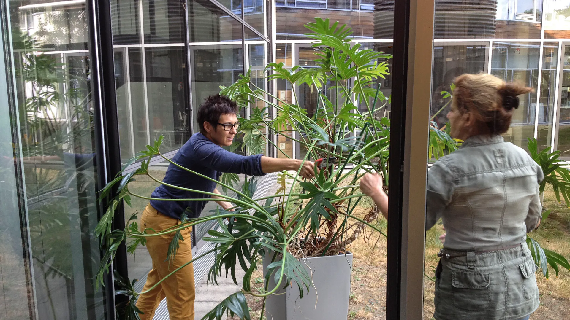 Mit Wollläusen befallener Philodendron wird von zwei Frauen isoliert.
