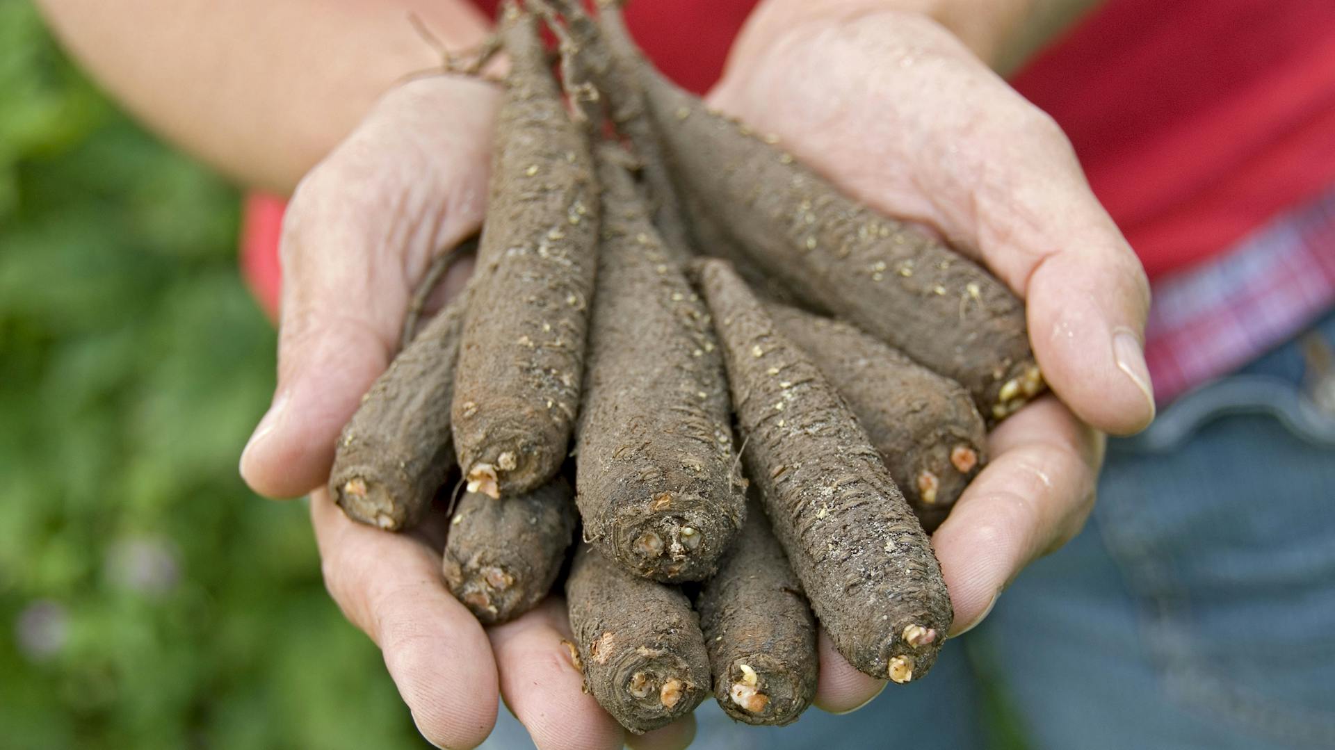 Wurzelknollen der Wunderblume