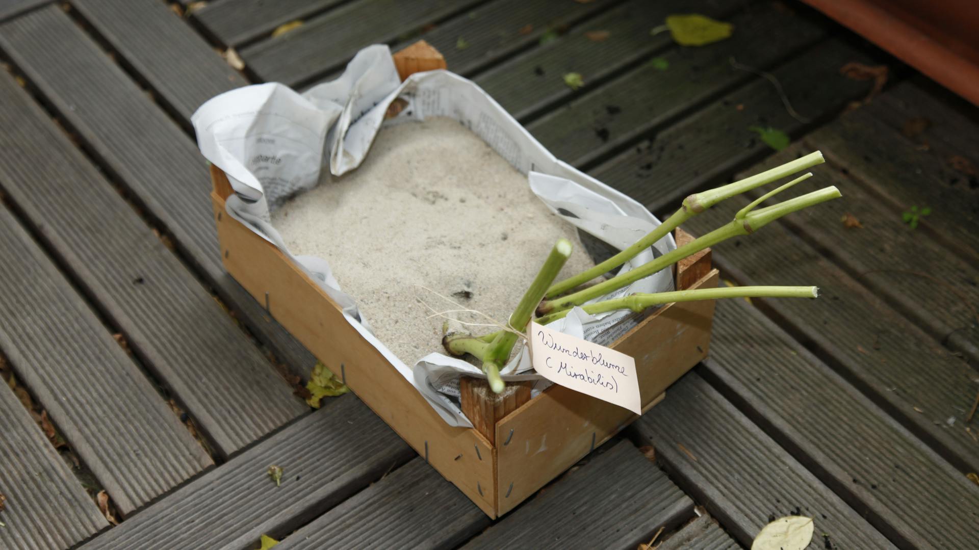 Wurzelknollen der Wunderblume mit Sand in einer Kiste