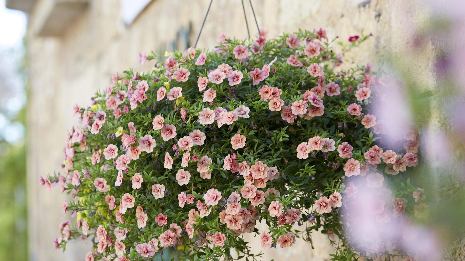 Zauberglöckchen in der Pflanzampel