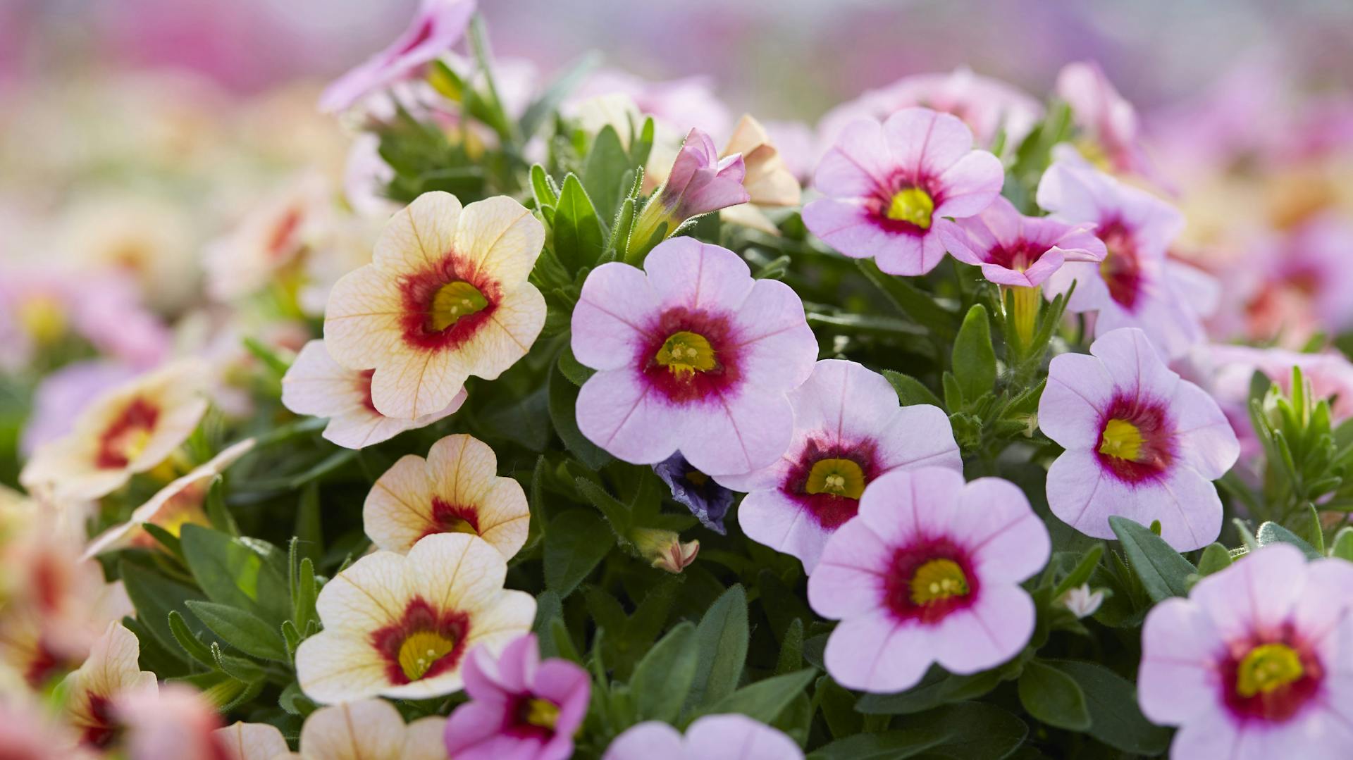 Blühende Zauberglöckchen in blassrosa und blassorange.