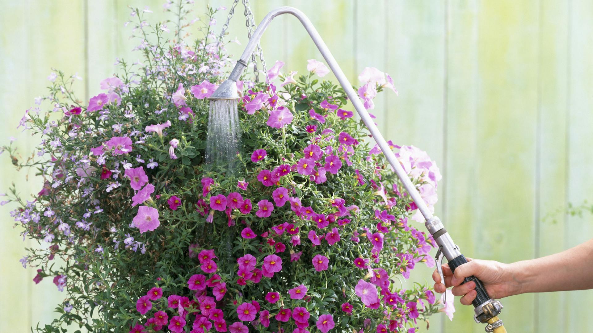 Eine Person gießt hängende Zauberglöckchen.