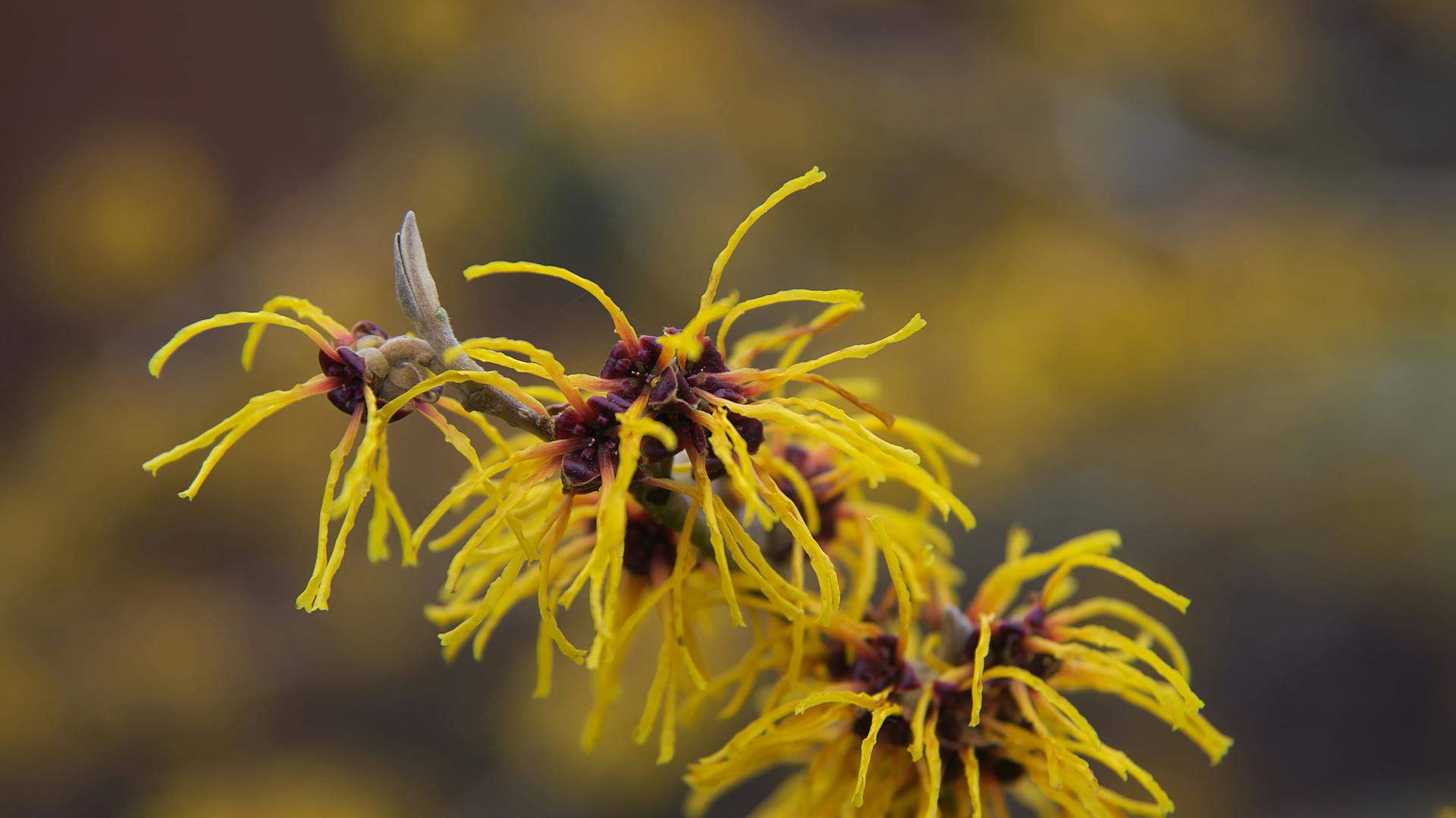 Die Blüte einer Zaubernusspflanze.
