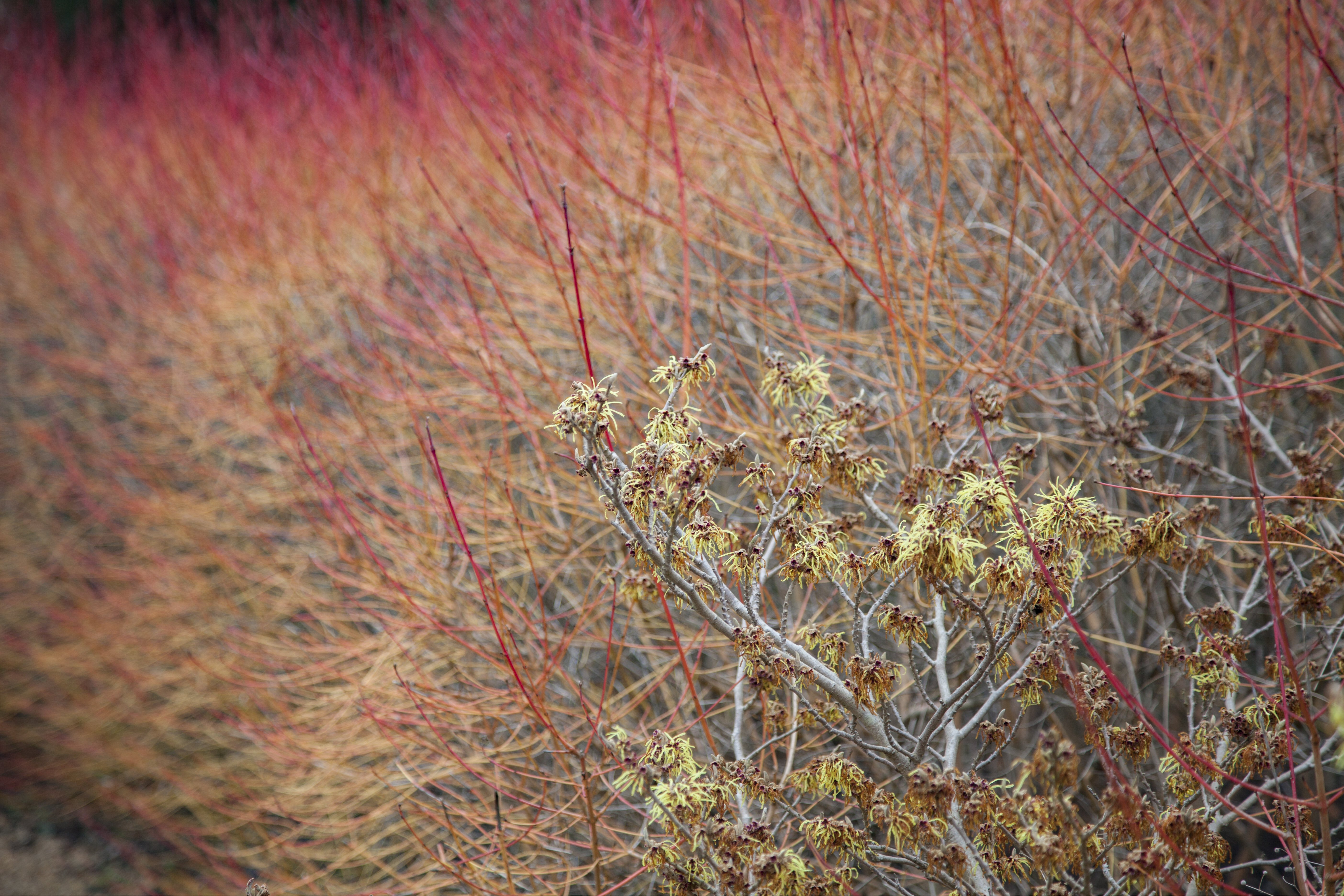 Hamamelisblüten im Winter.