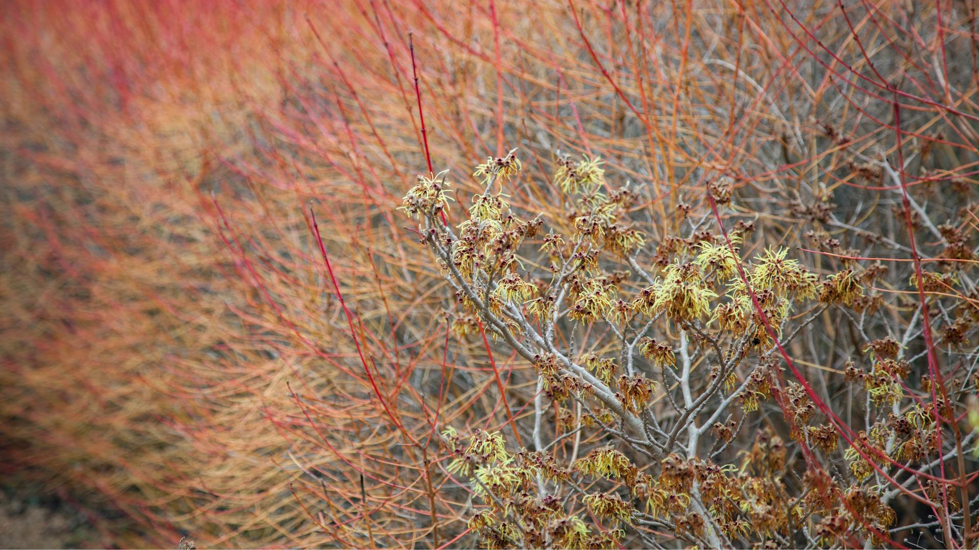 Hamamelisblüten im Winter.