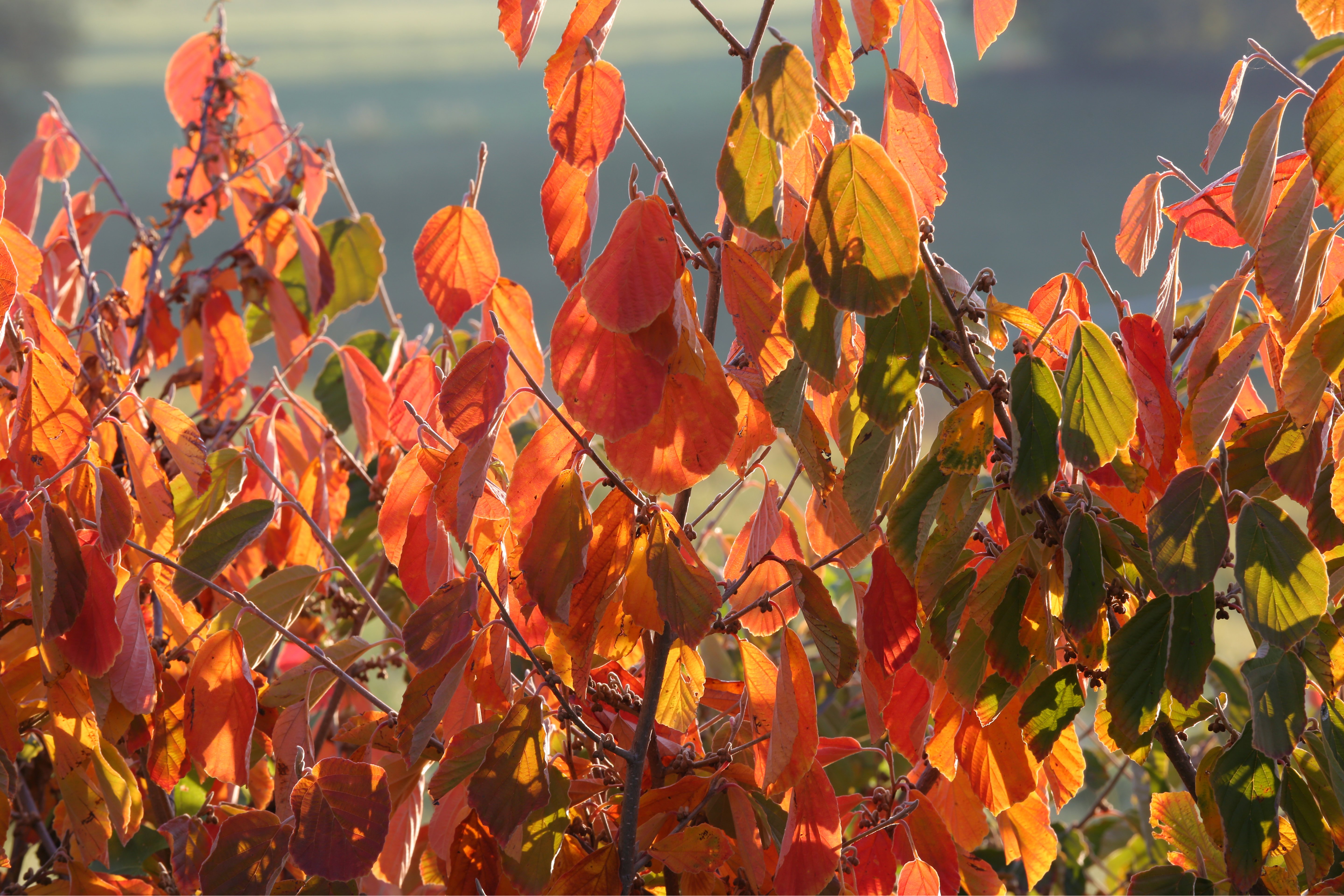 Orangefarbene Blätter der Hamamelis.