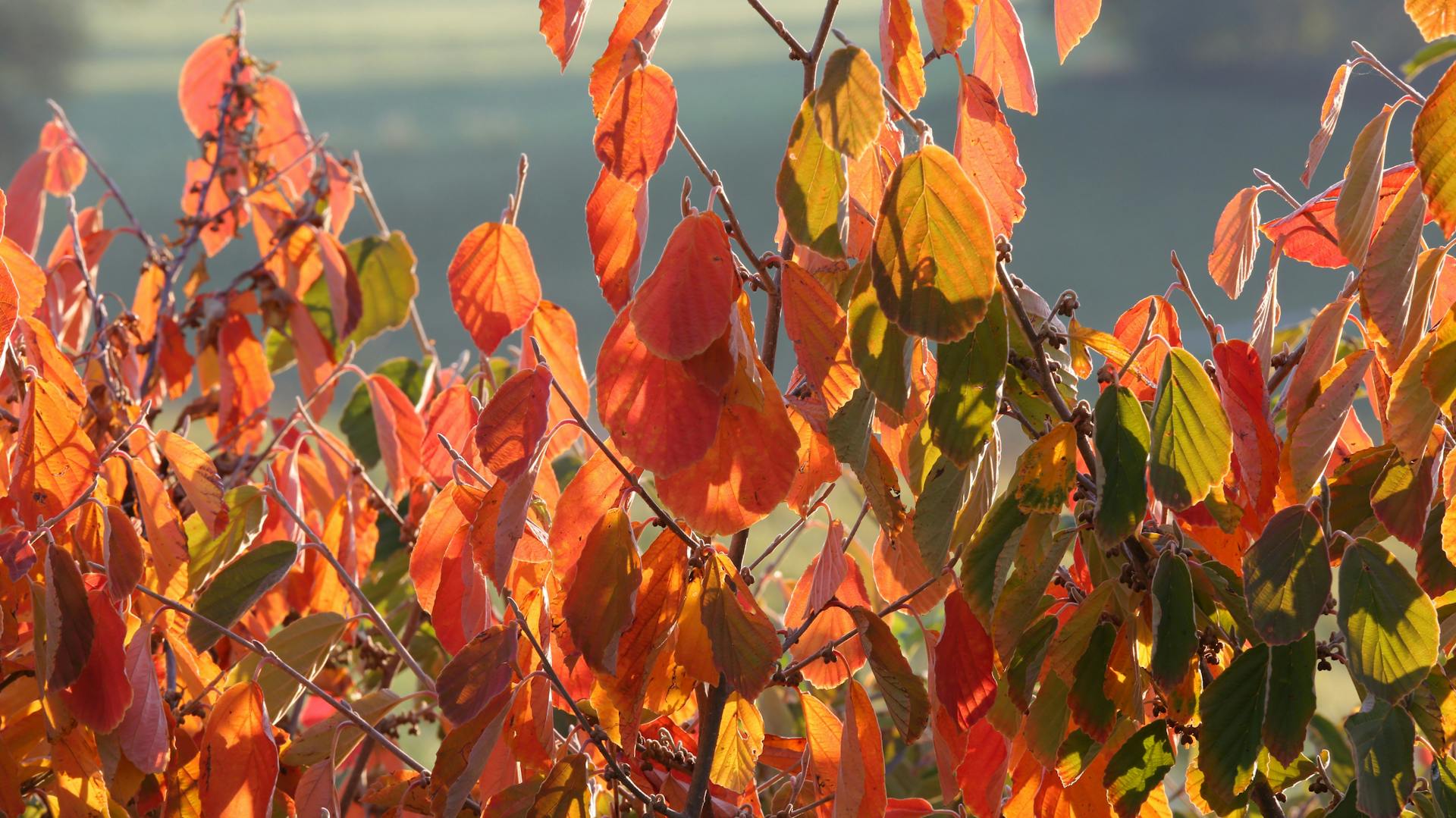 Orangefarbene Blätter der Hamamelis.
