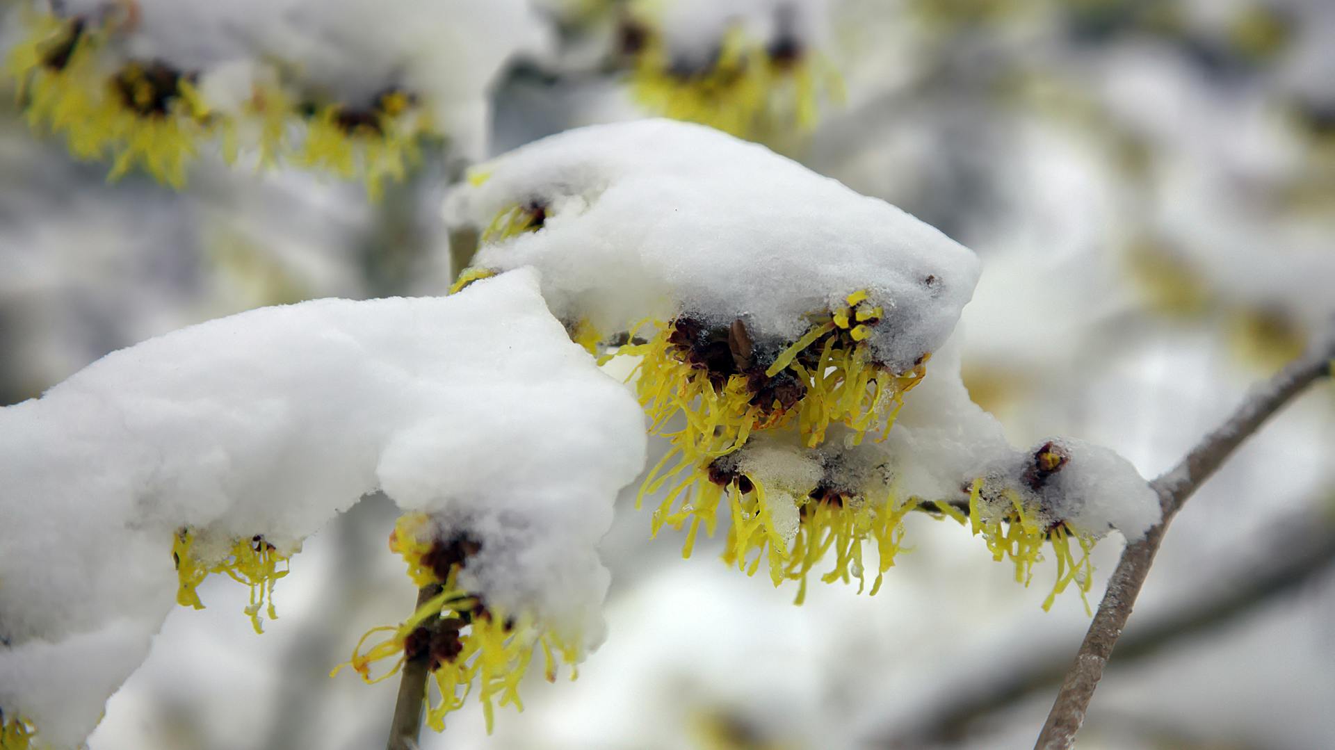 Die Blüte einer Hamamelis ist mit Schnee bedeckt.