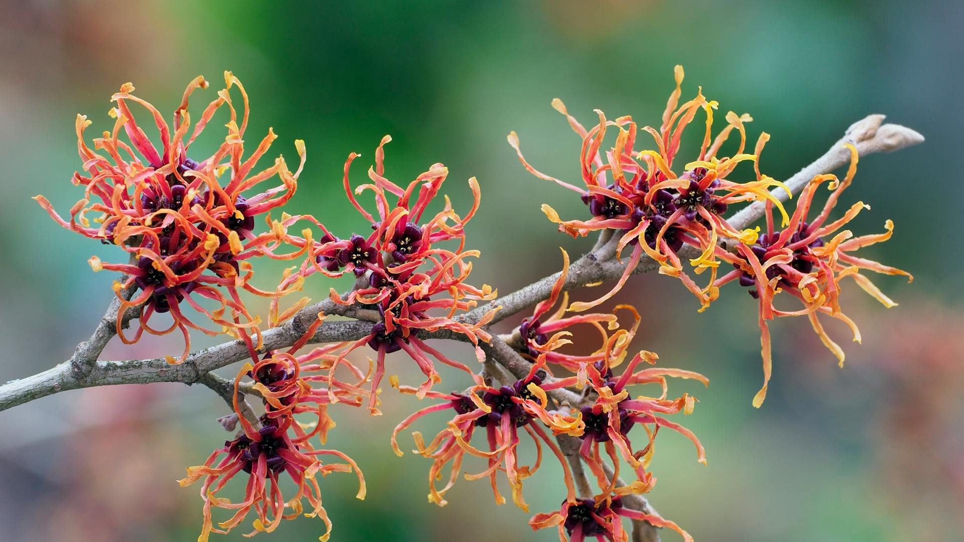 Blüten einer Hamamelis.