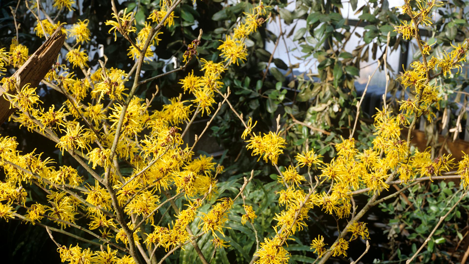 Ein junger Zaubernussbaum.