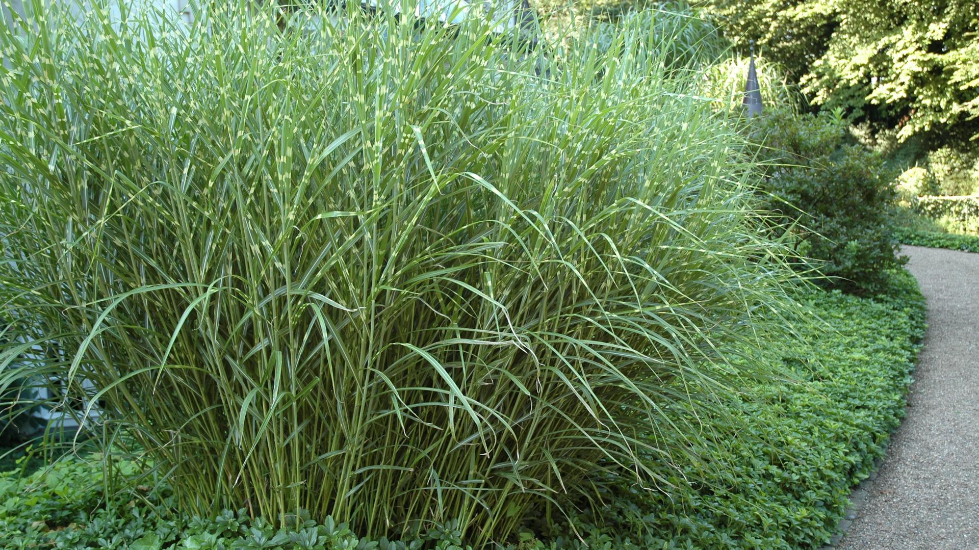 Zebragras an einem Weg