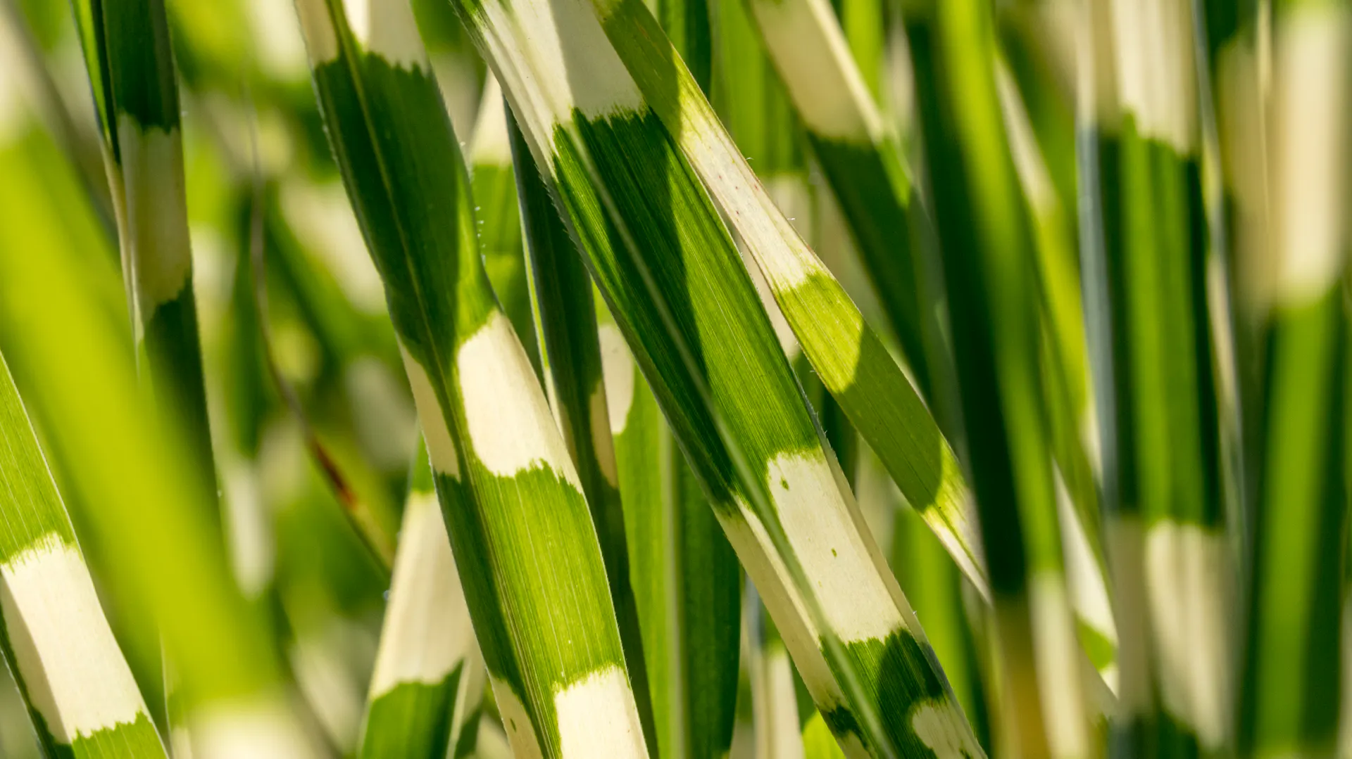 Grüne Blätter des Zebragrases mit hell-gelblichen unregelmäßigen Querstreifen.