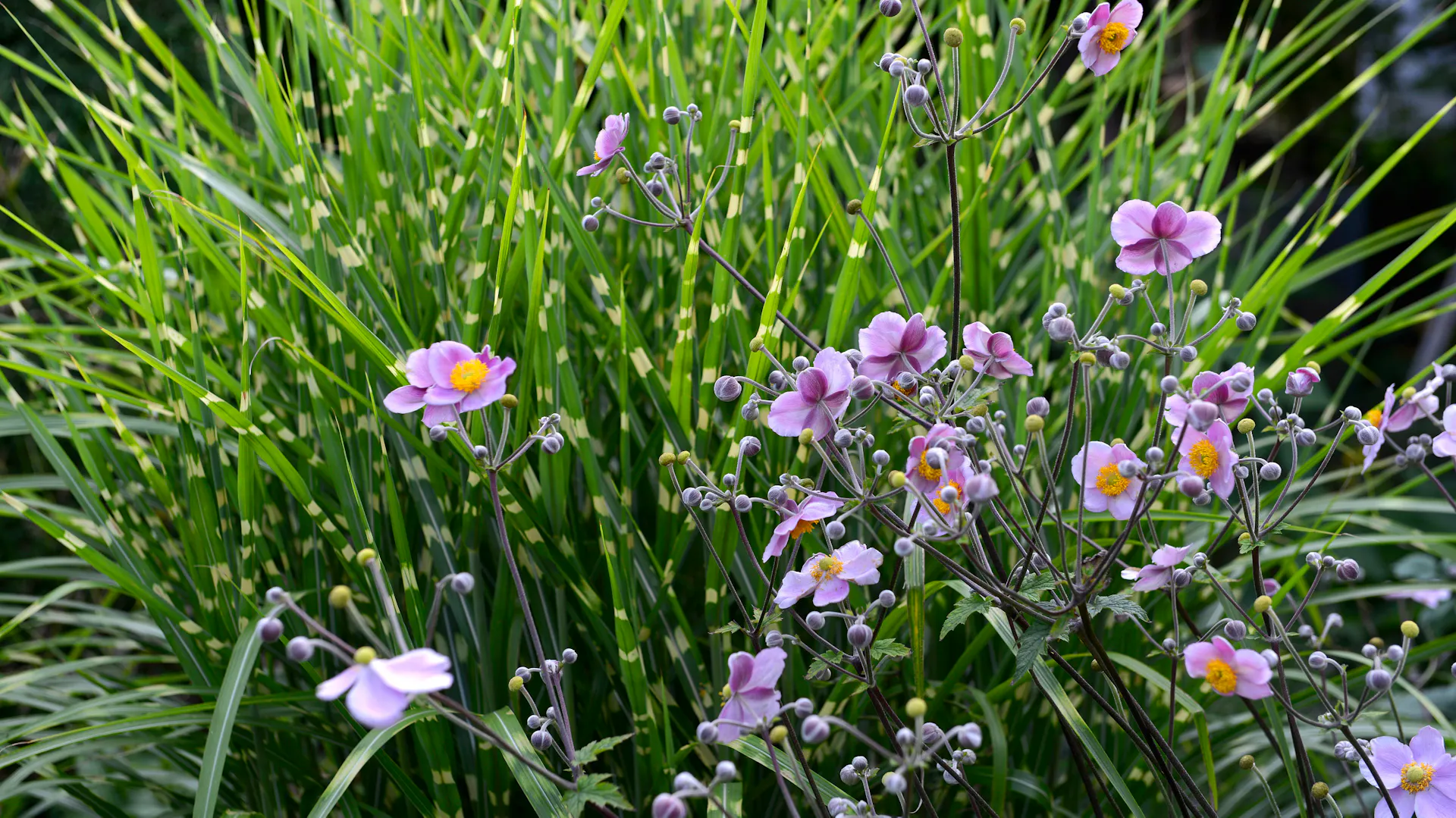 Zebragras hinter Herbst-Anemonen